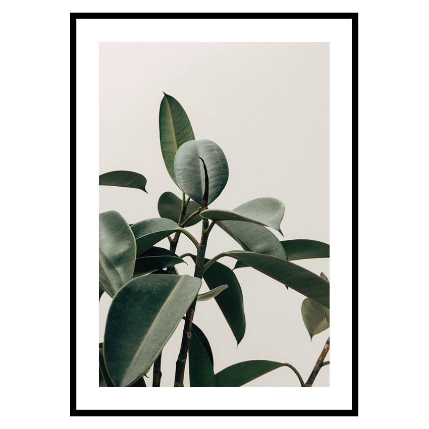 Poster Gallerix Rubber Plant