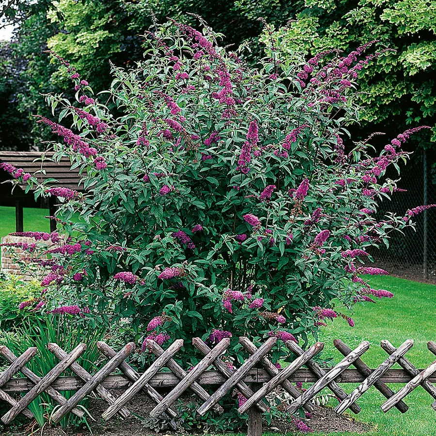 Prydnadsbuske Omnia Garden Syrénbuddleja Ile De France
