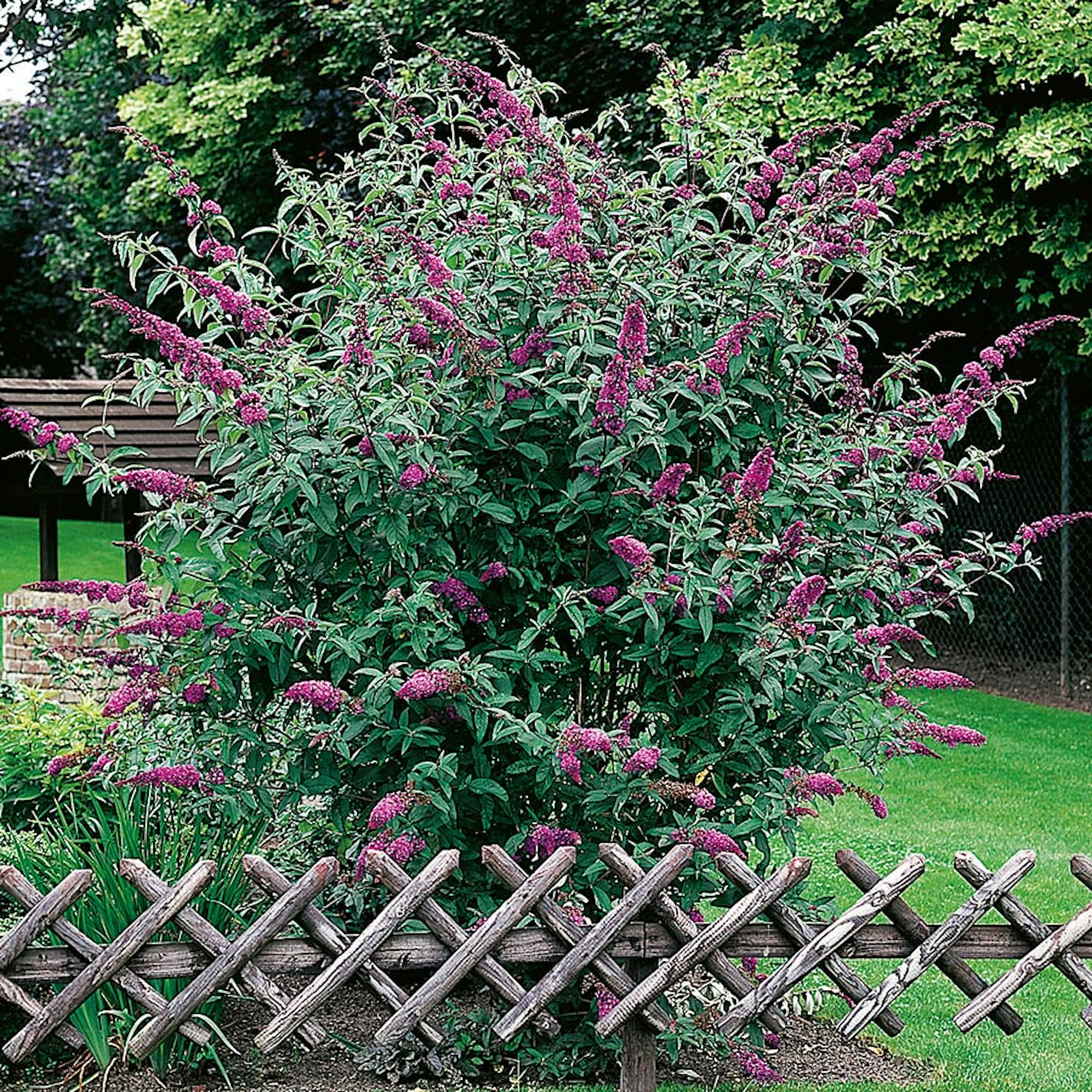 Prydnadsbuske Omnia Garden Syrénbuddleja Ile De France