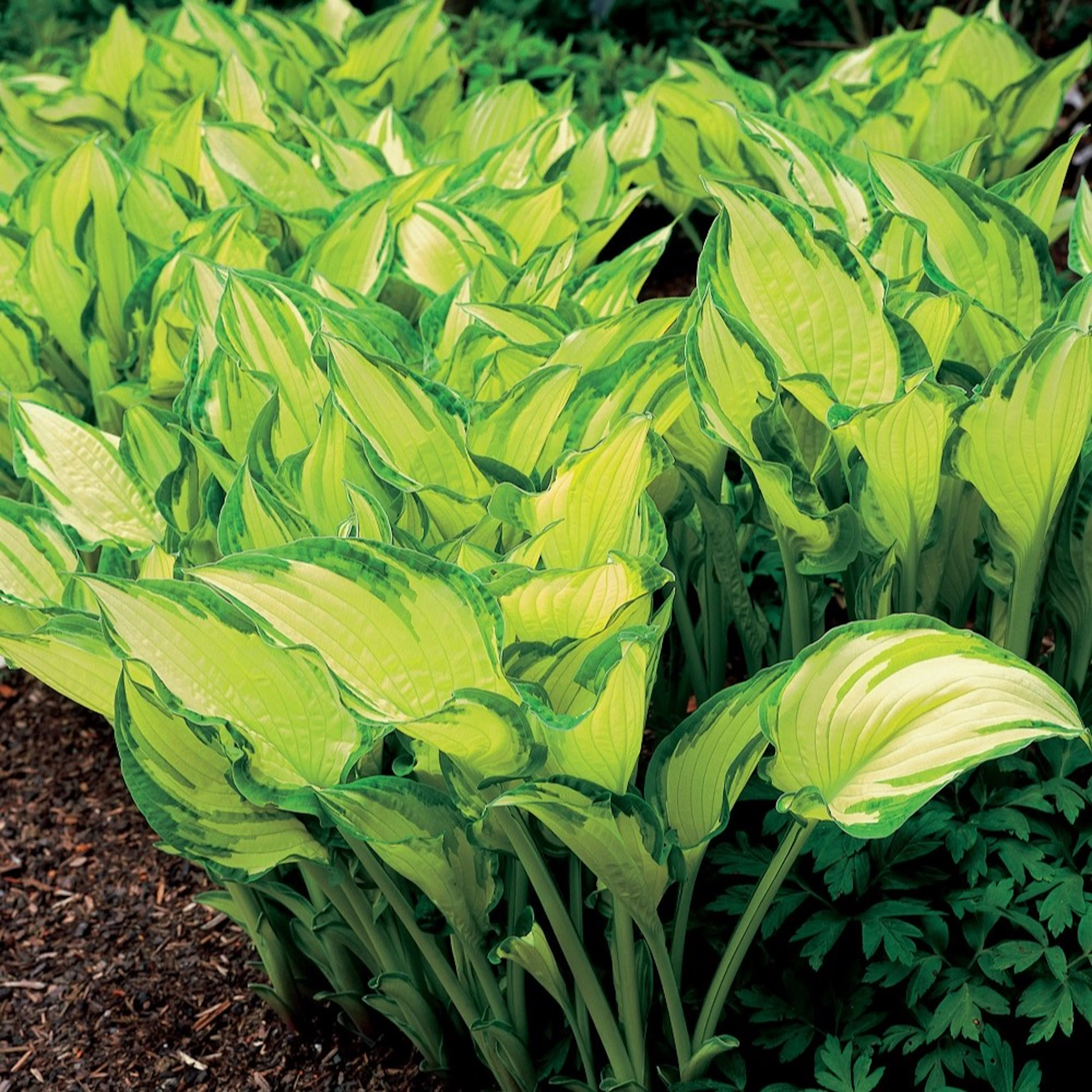 Planta Omnia Garden Blomsterfunkia Fortunei Albopicta