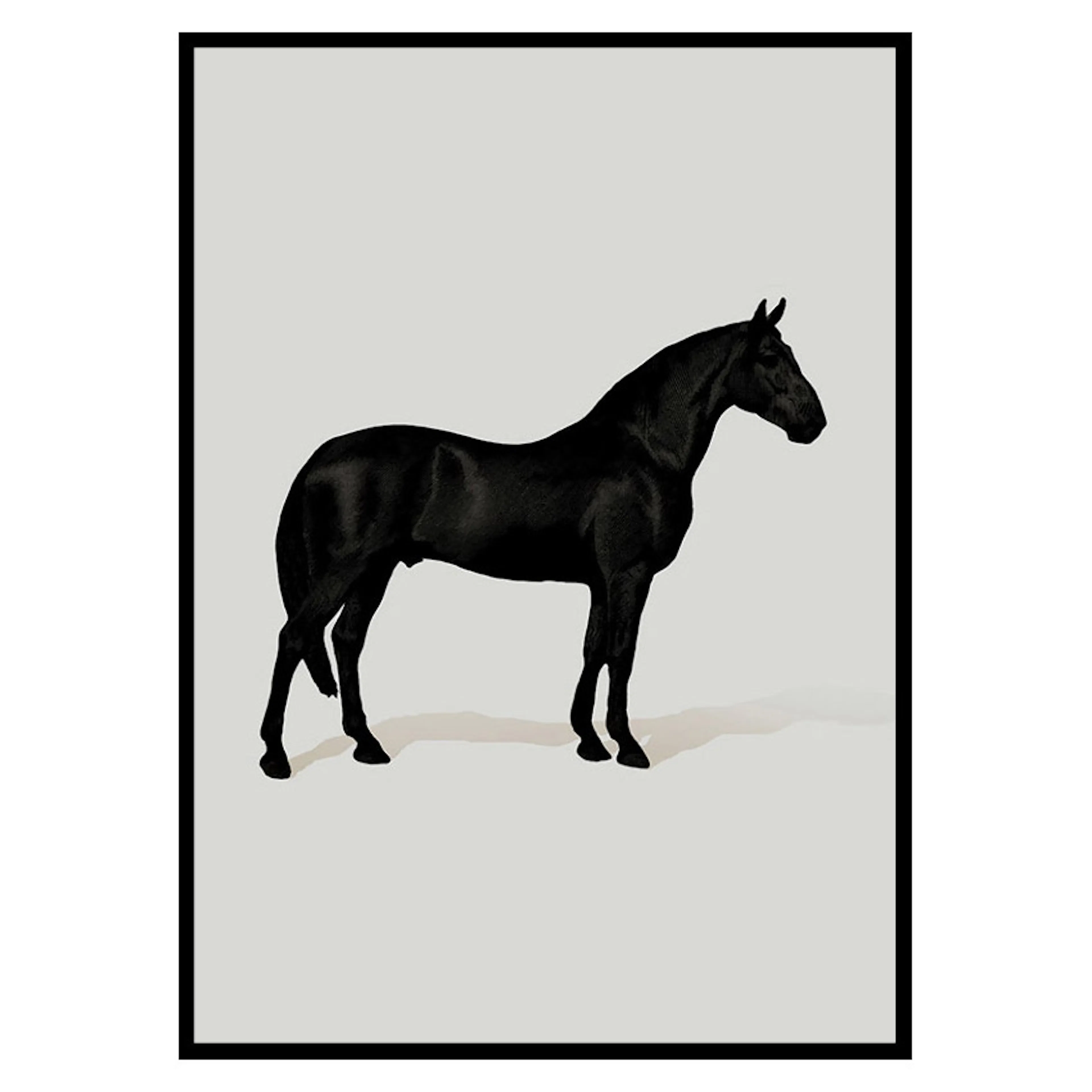 Poster Gallerix Black Horse Port. Drawing