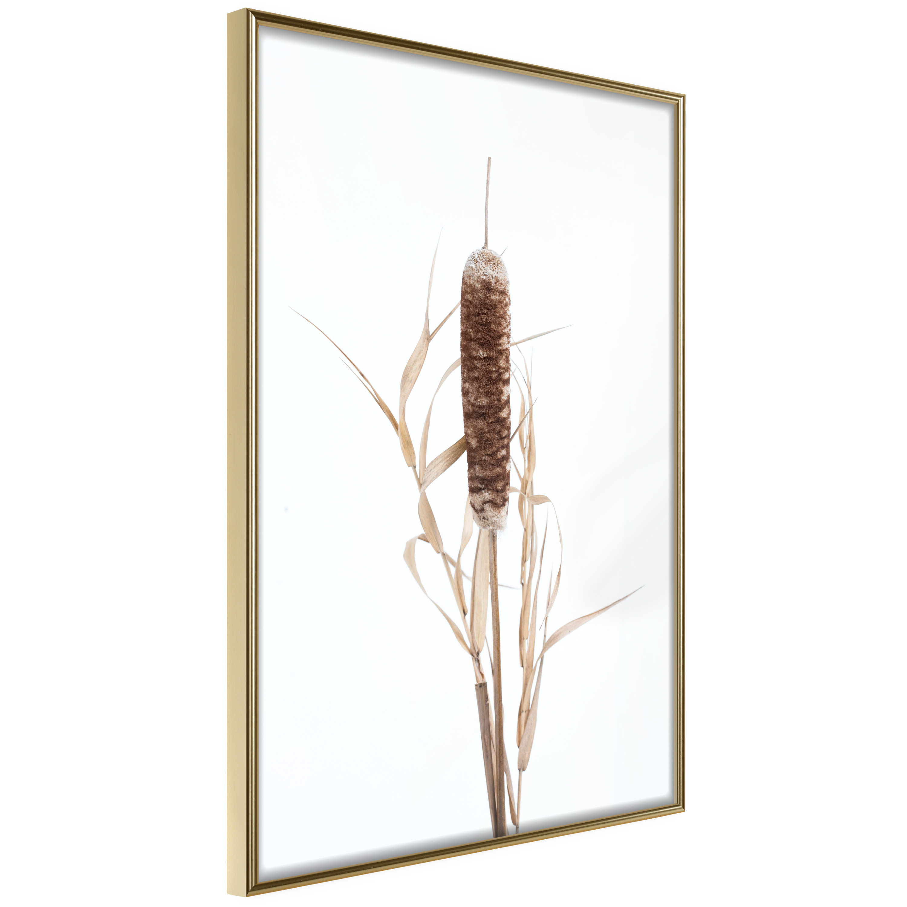 Affisch - Queen of the Swamps [Poster] 20x30 Guld ram, 20x30 cm