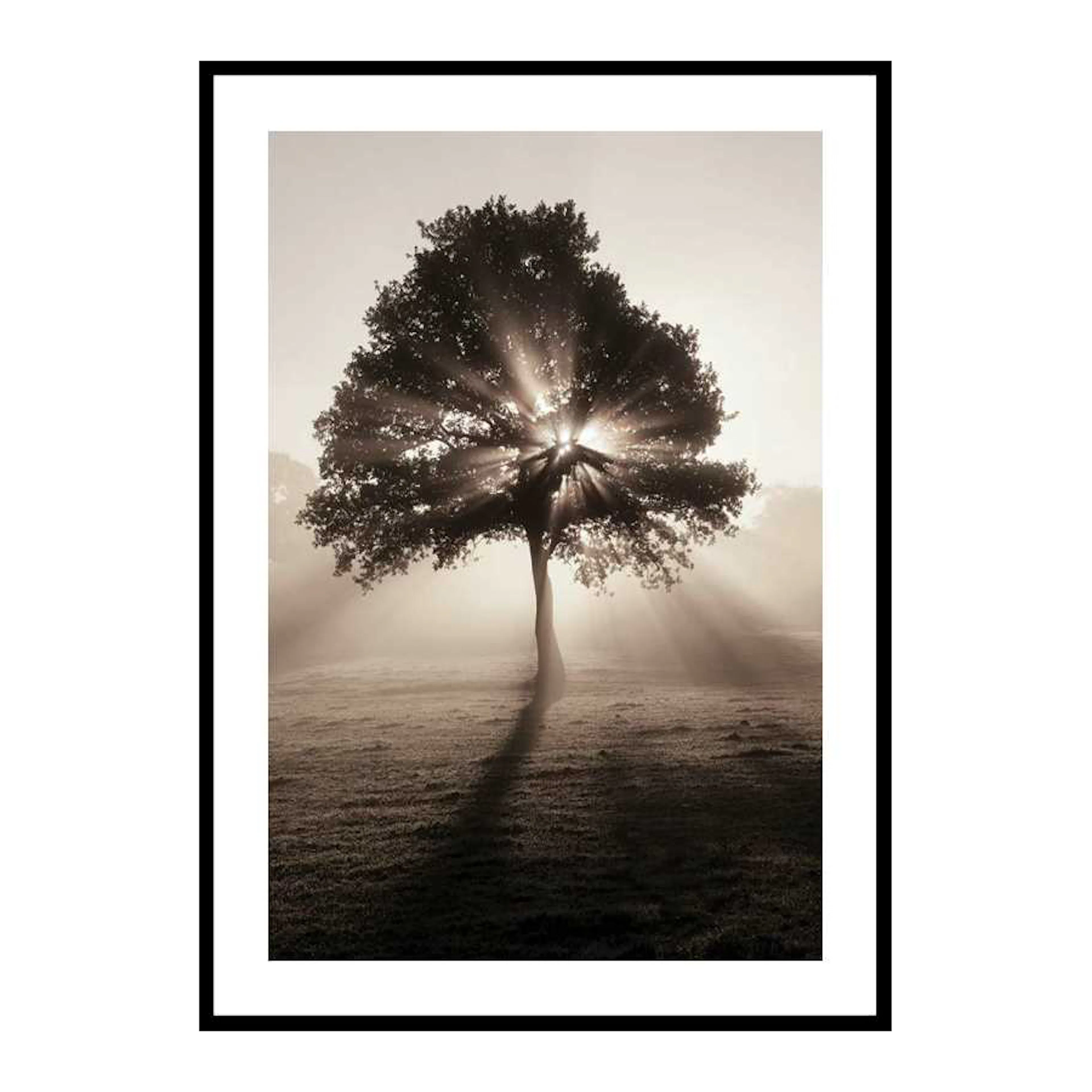Tree In Sunrise 30x40 cm