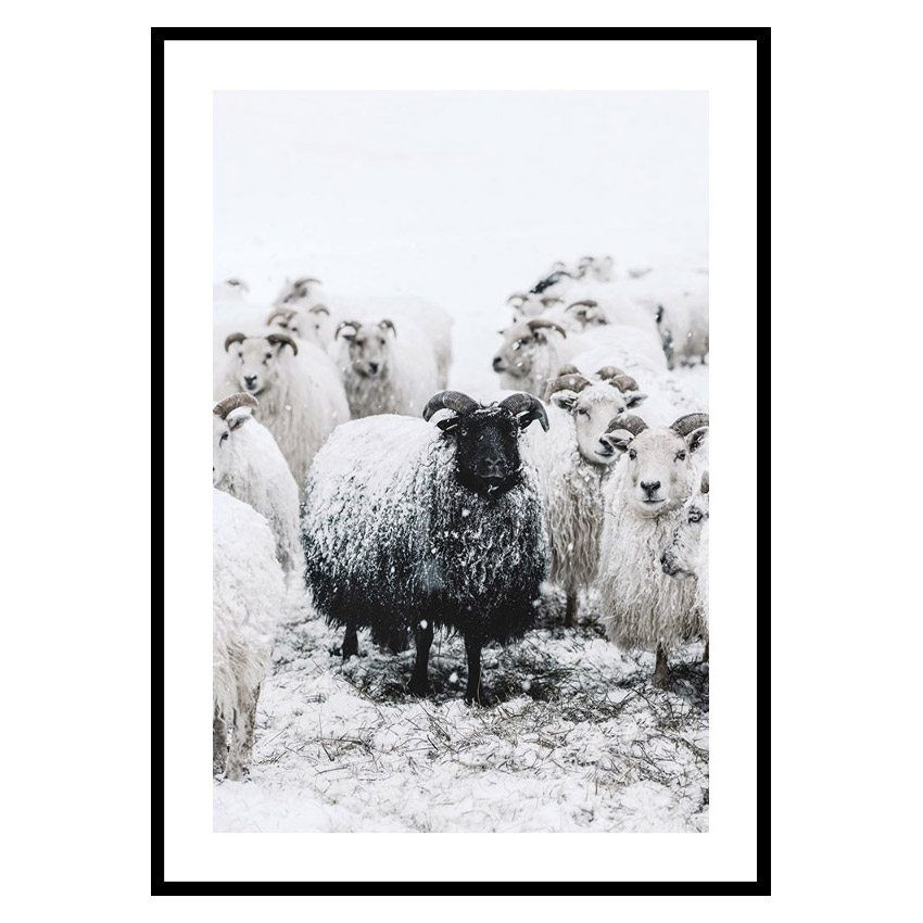 Poster Gallerix Winter Sheep