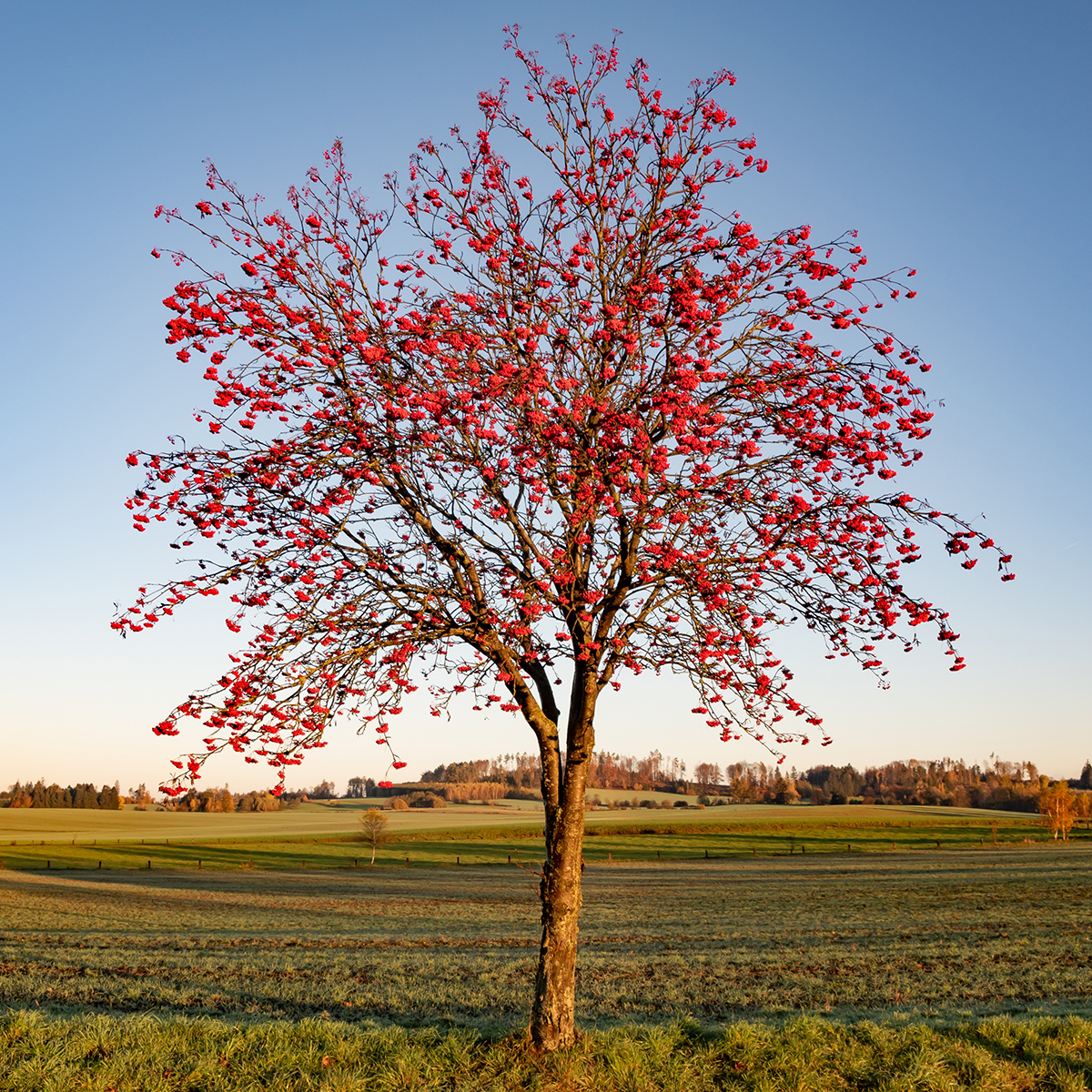 Prydnadsträd Omnia Garden Rönn
