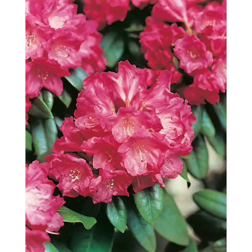 Rhododendron Omnia Garden Morgonrot 25-30 cm