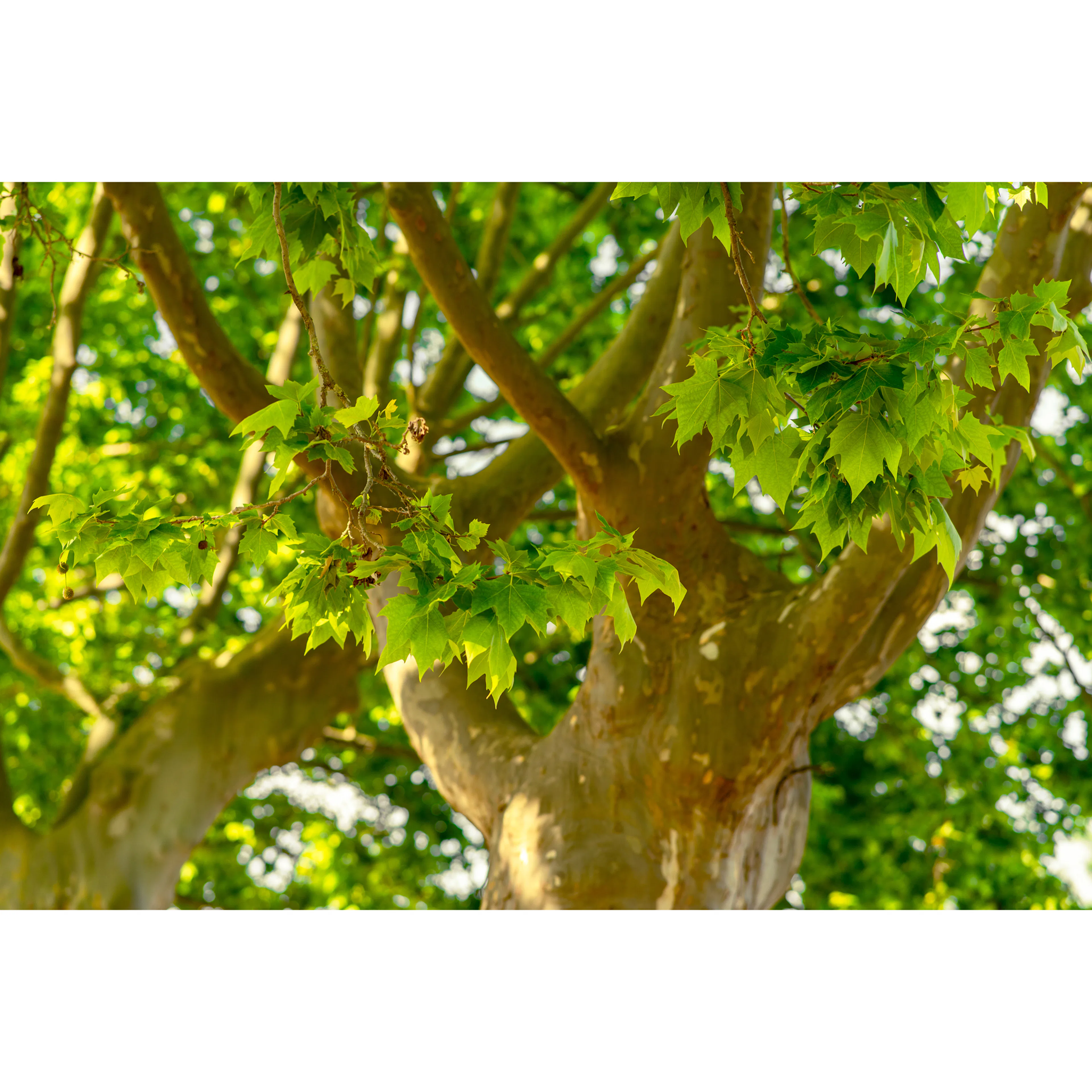 Platan Omnia Garden Platanus X Hispanica Högstam