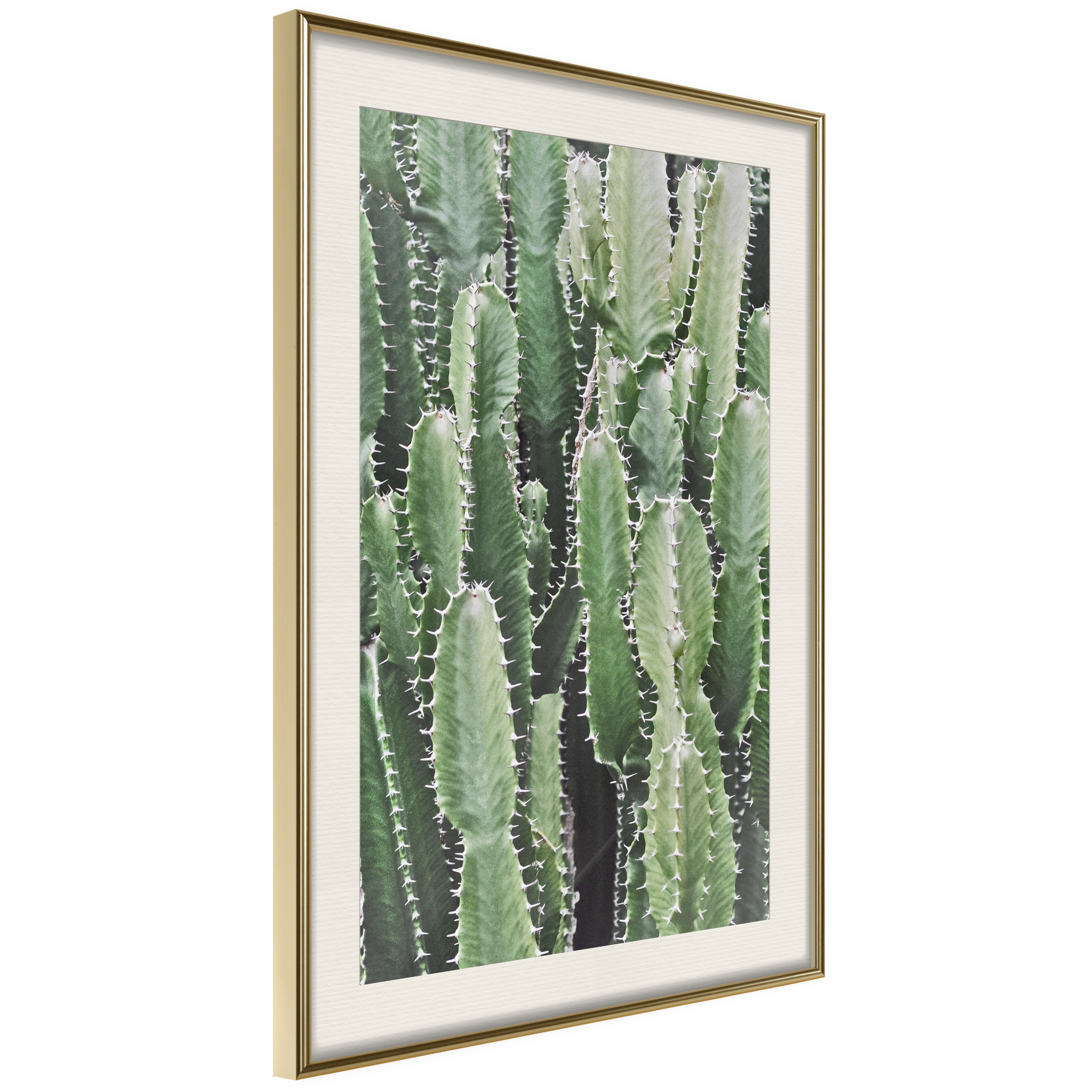 Affisch - Cactus Garden [Poster] 40x60 Guld ram med passepartout, 40x60 cm