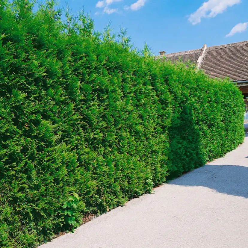 Thuja Occ. Brabant 50-80 Cm, 100 St 100-pack