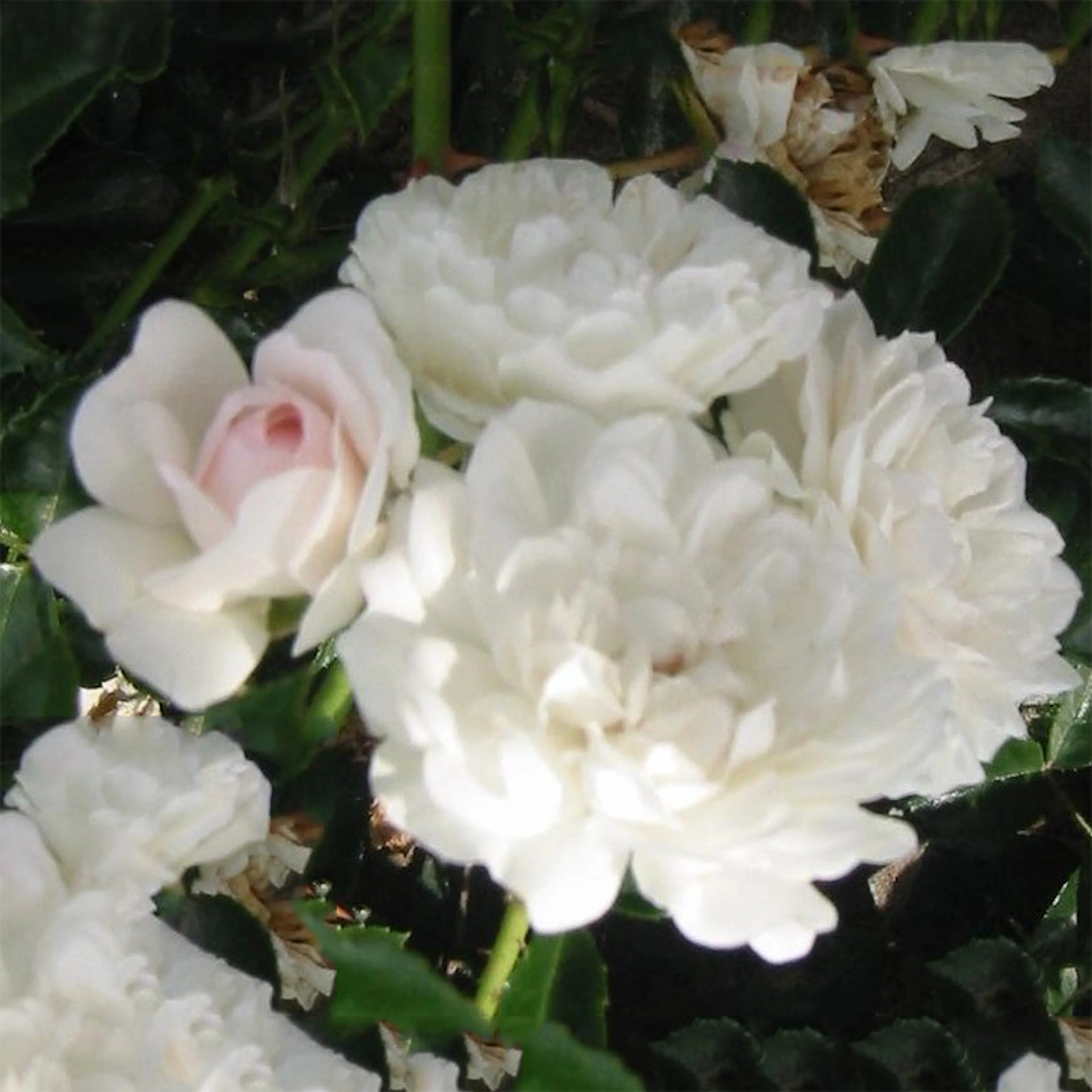 Rosa "Sea Foam", 1-pack 1-pack