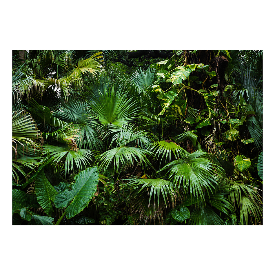 Fototapet Arkiio Sunny Jungle