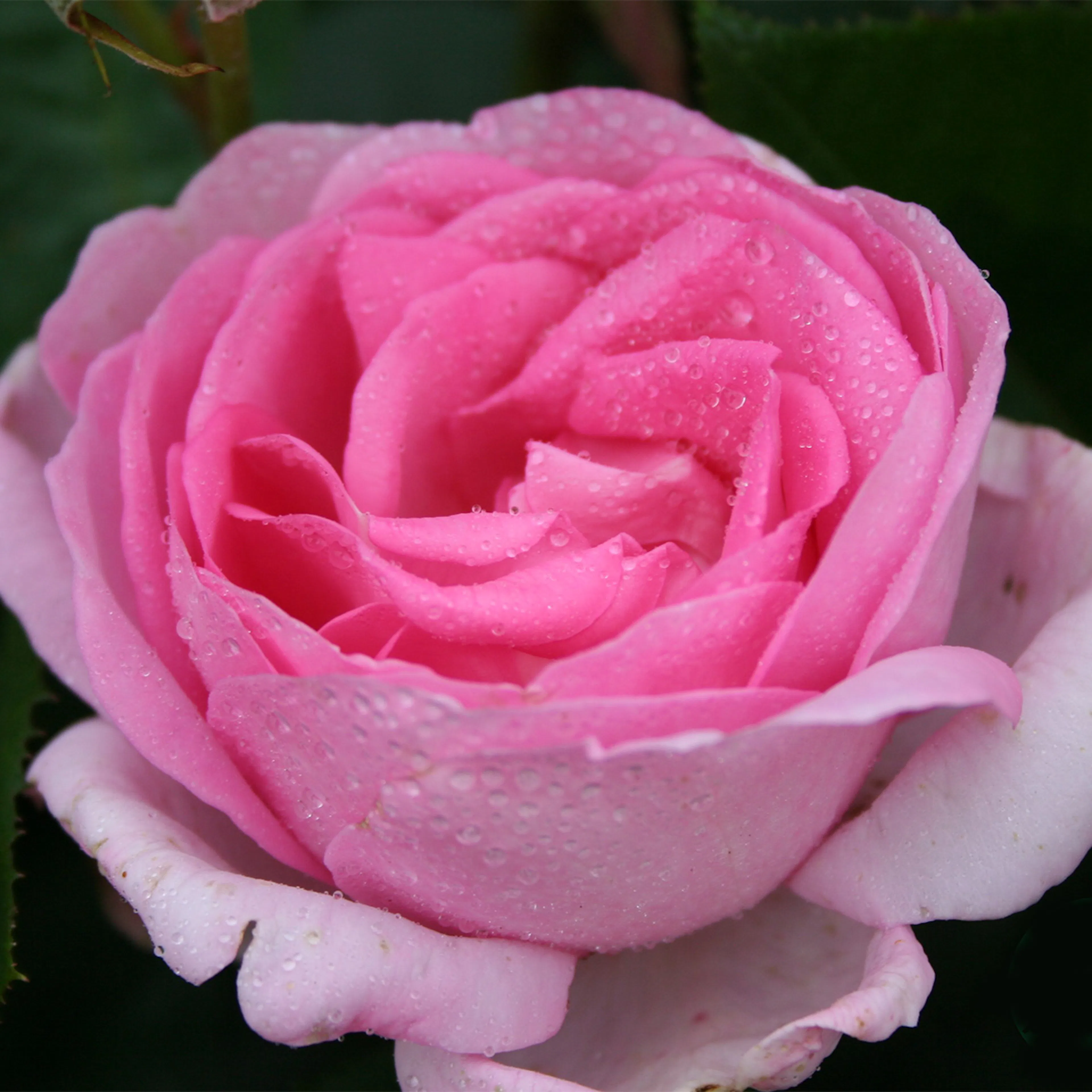 Rosa "Ghita Renaissance", 1-pack 1-pack