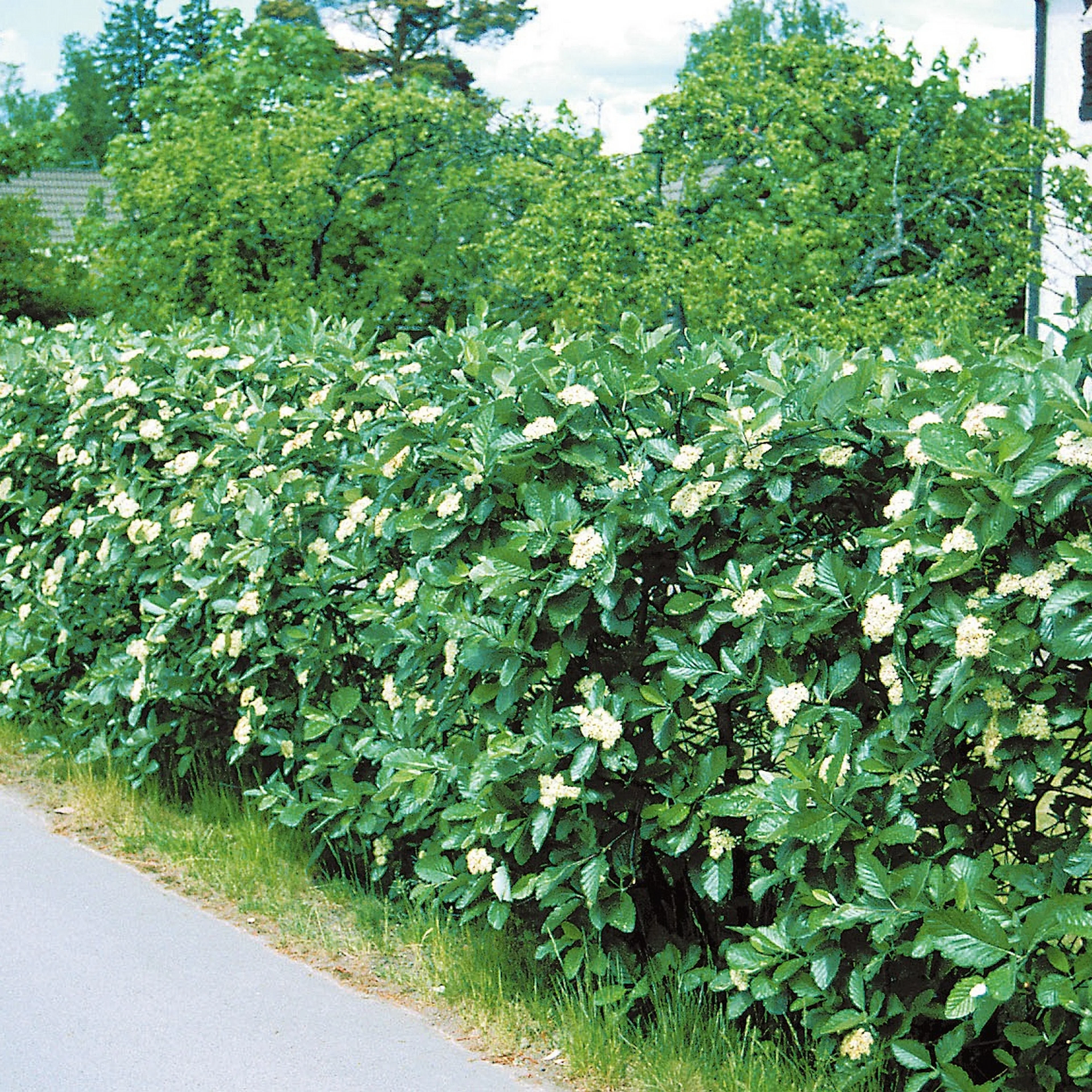 Häck Omnia Garden Häckoxel