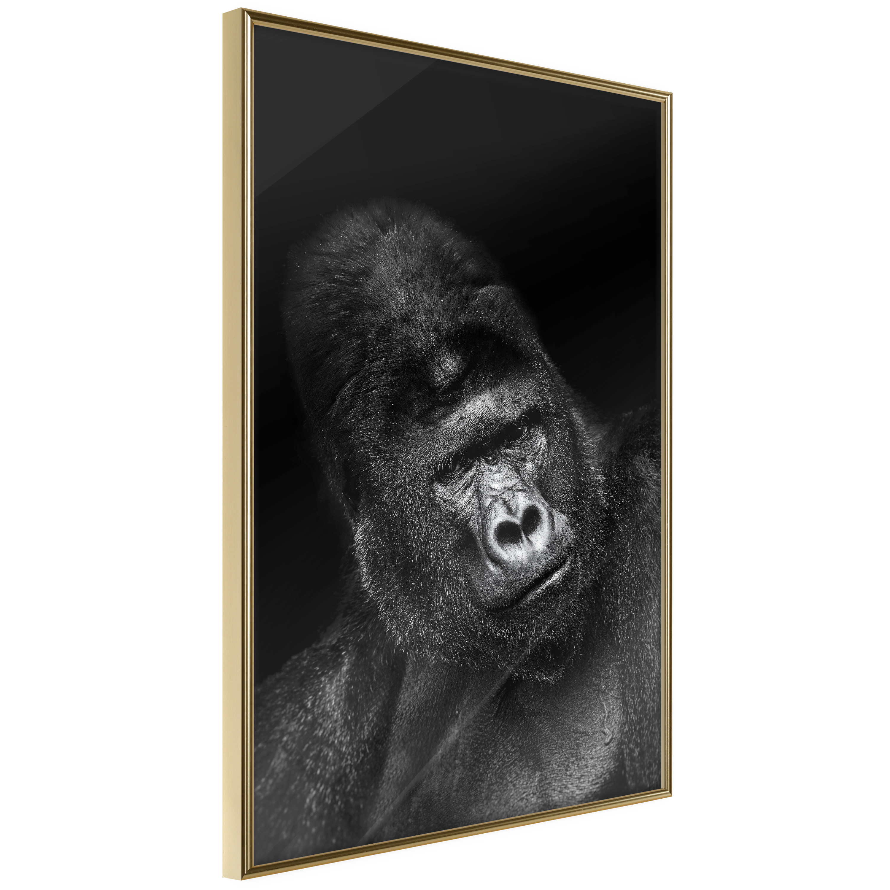 Affisch - Gorilla [Poster] 20x30 Guld ram, 20x30 cm
