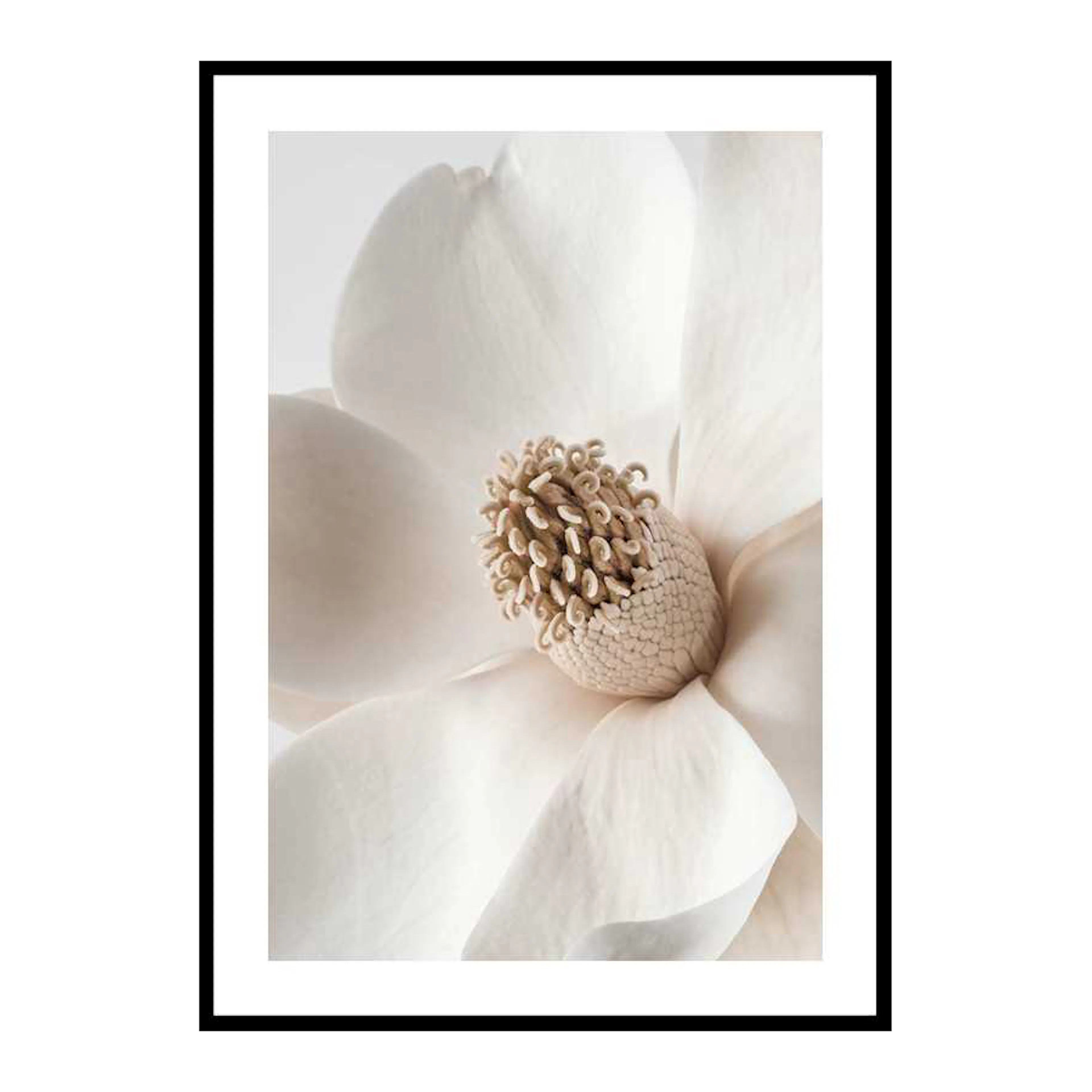 Beige Magnolia No2 50x70 cm