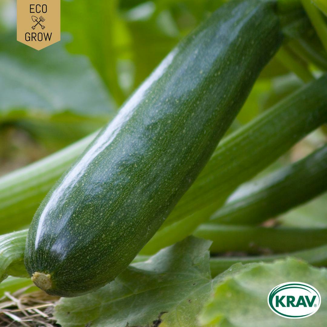 Fröpåse Eco Grow Sommarsquash Black Beauty