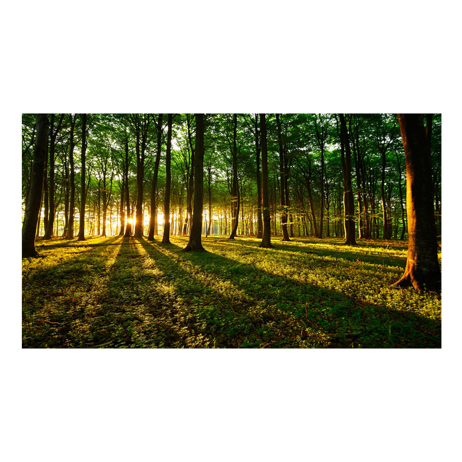 Fototapet XXL Arkiio Mystical Morning II 500x280 cm