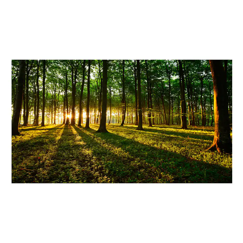 Fototapet XXL Arkiio Mystical Morning II 500x280 cm