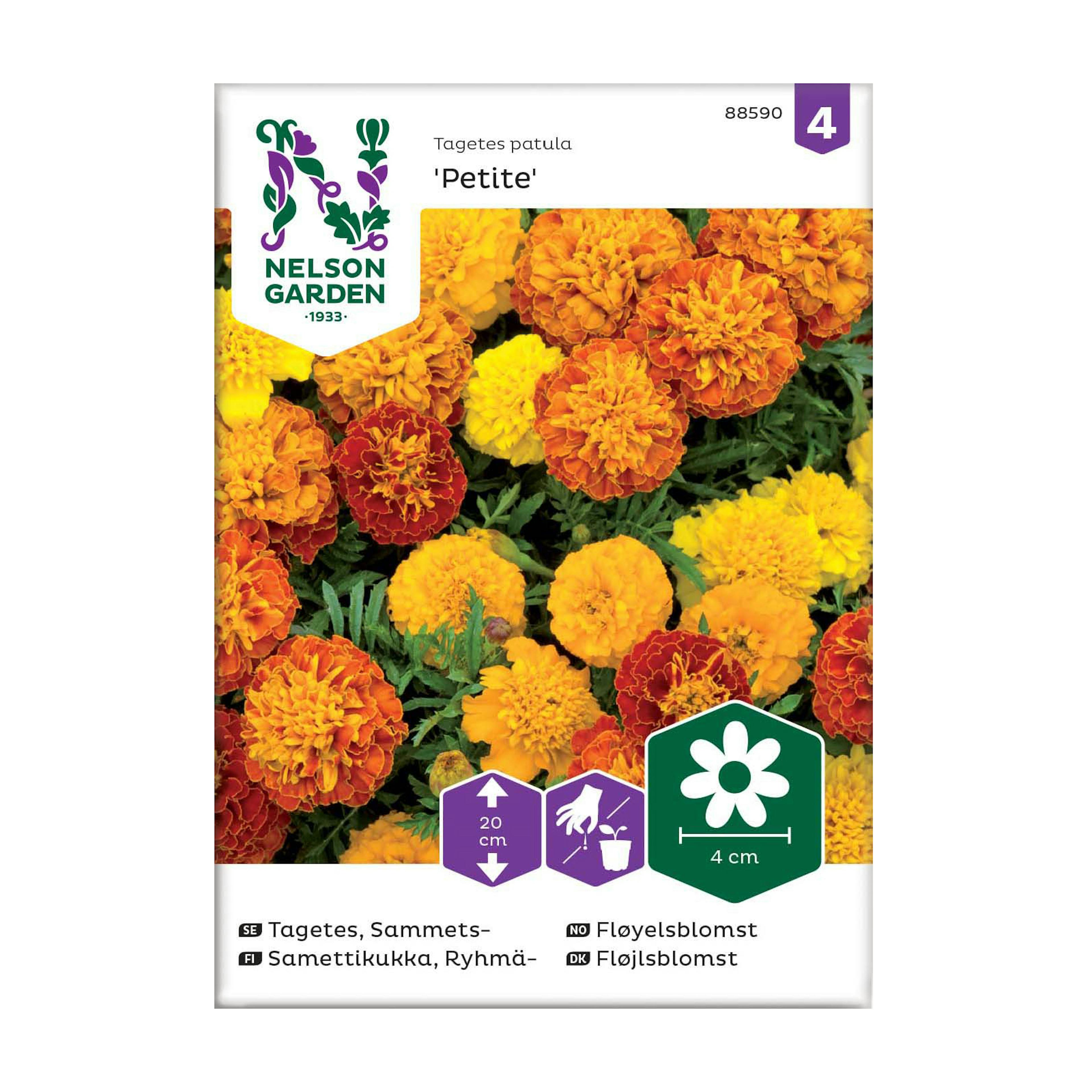 Frö Sammetstagetes Nelson Garden Petite Mix