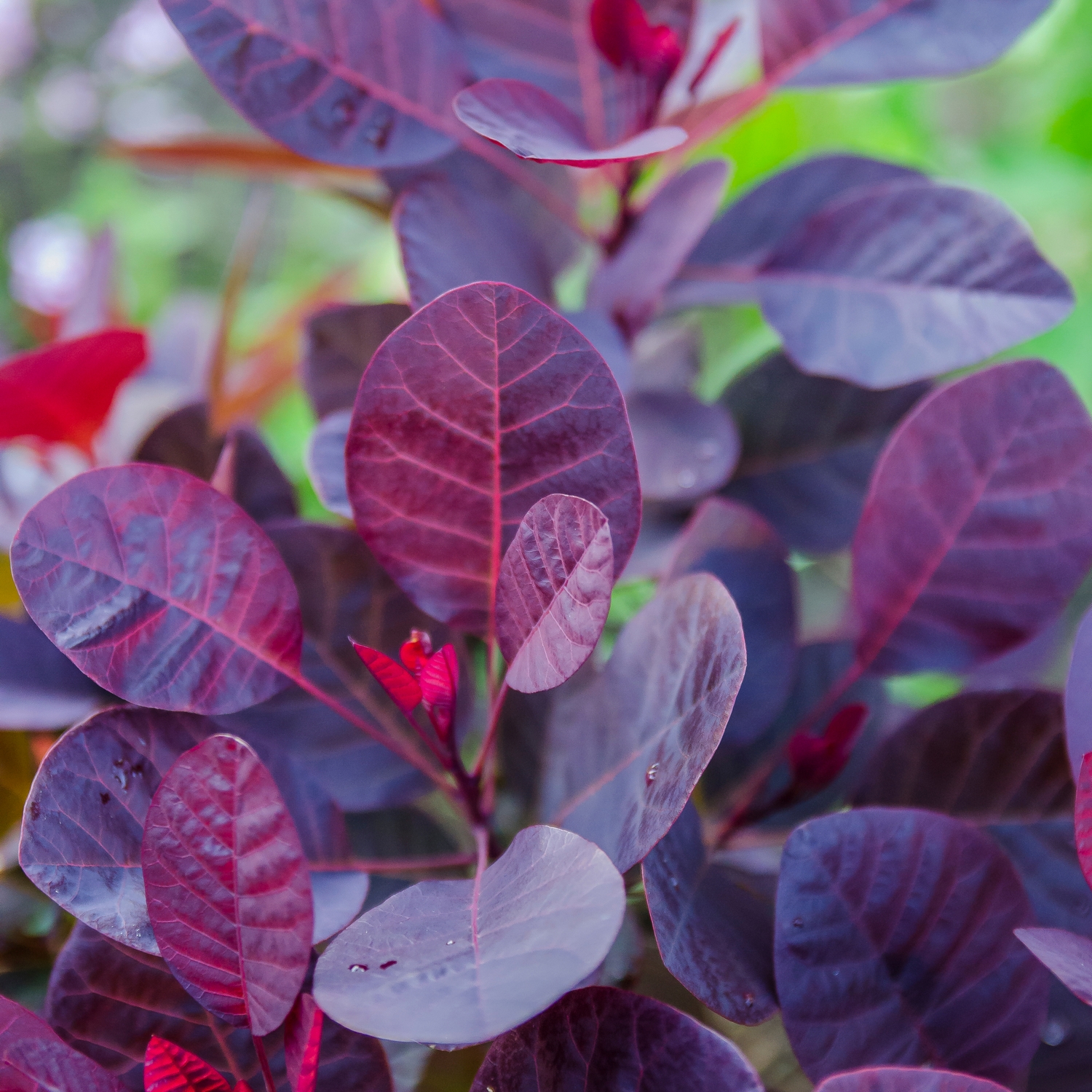 Rödbladig Perukbuske Omnia Garden Royal Purple