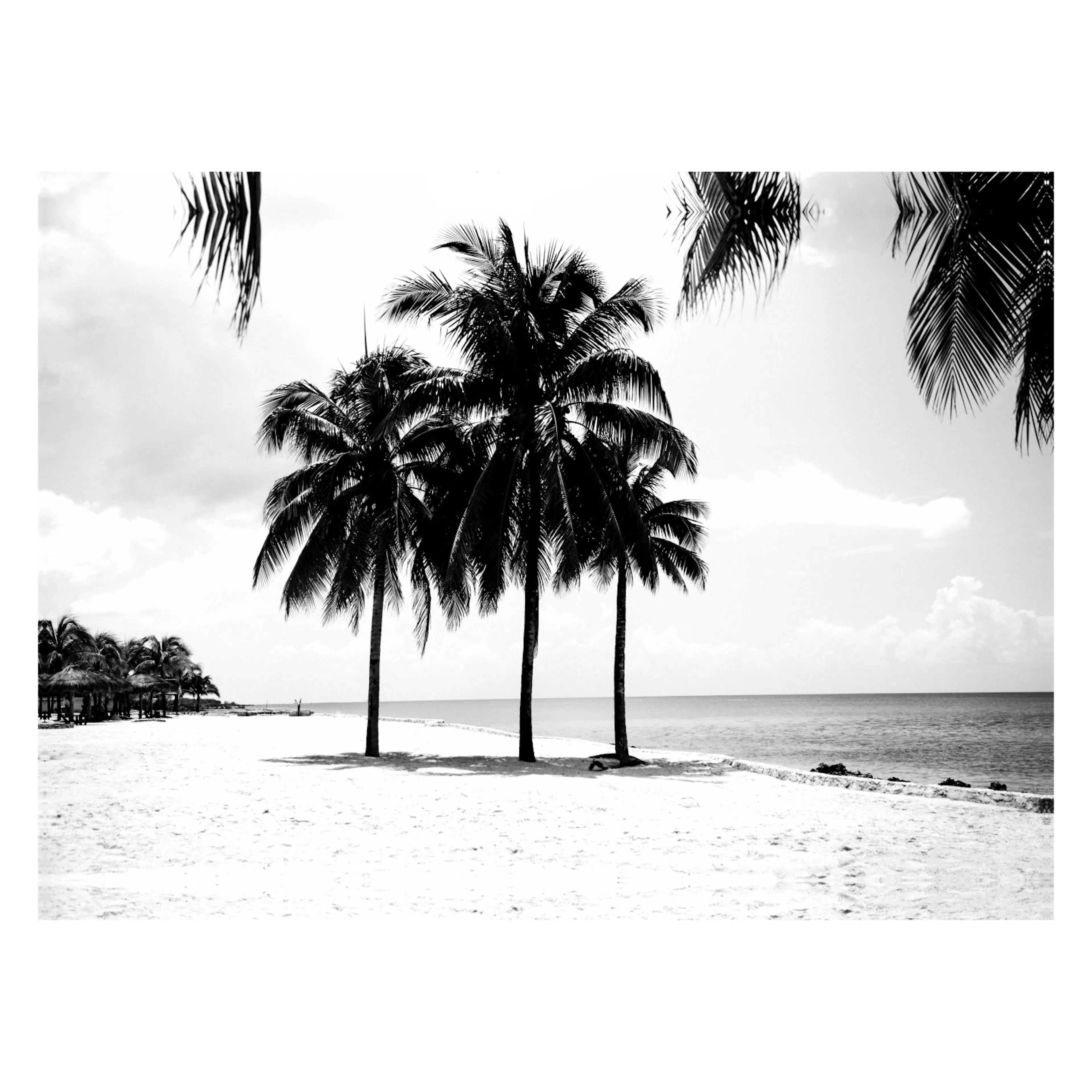 Tavla Art For The Home Palmer