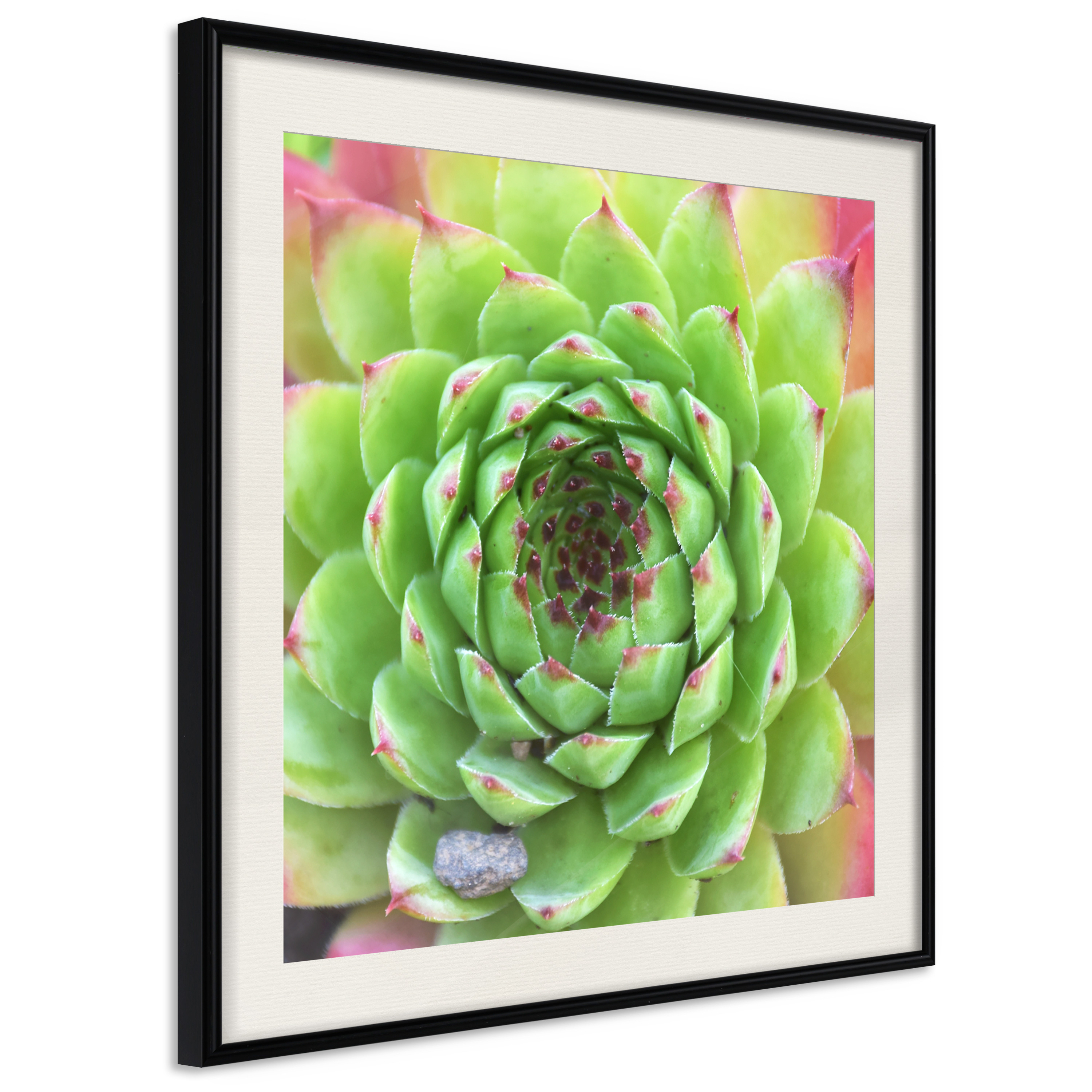Affisch - Succulent (Square) [Poster] 20x20 Svart ram med passepartout, 20x20 cm
