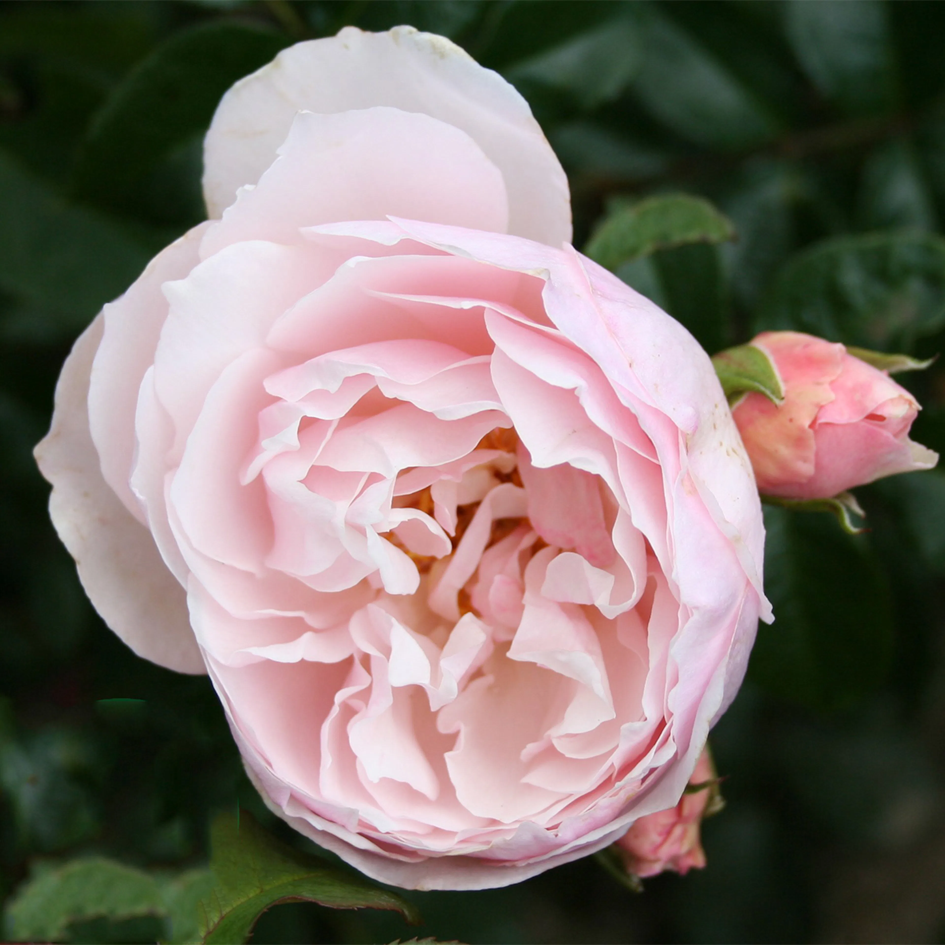 Rosa "Strawberry Hill", 5-pack 5-pack