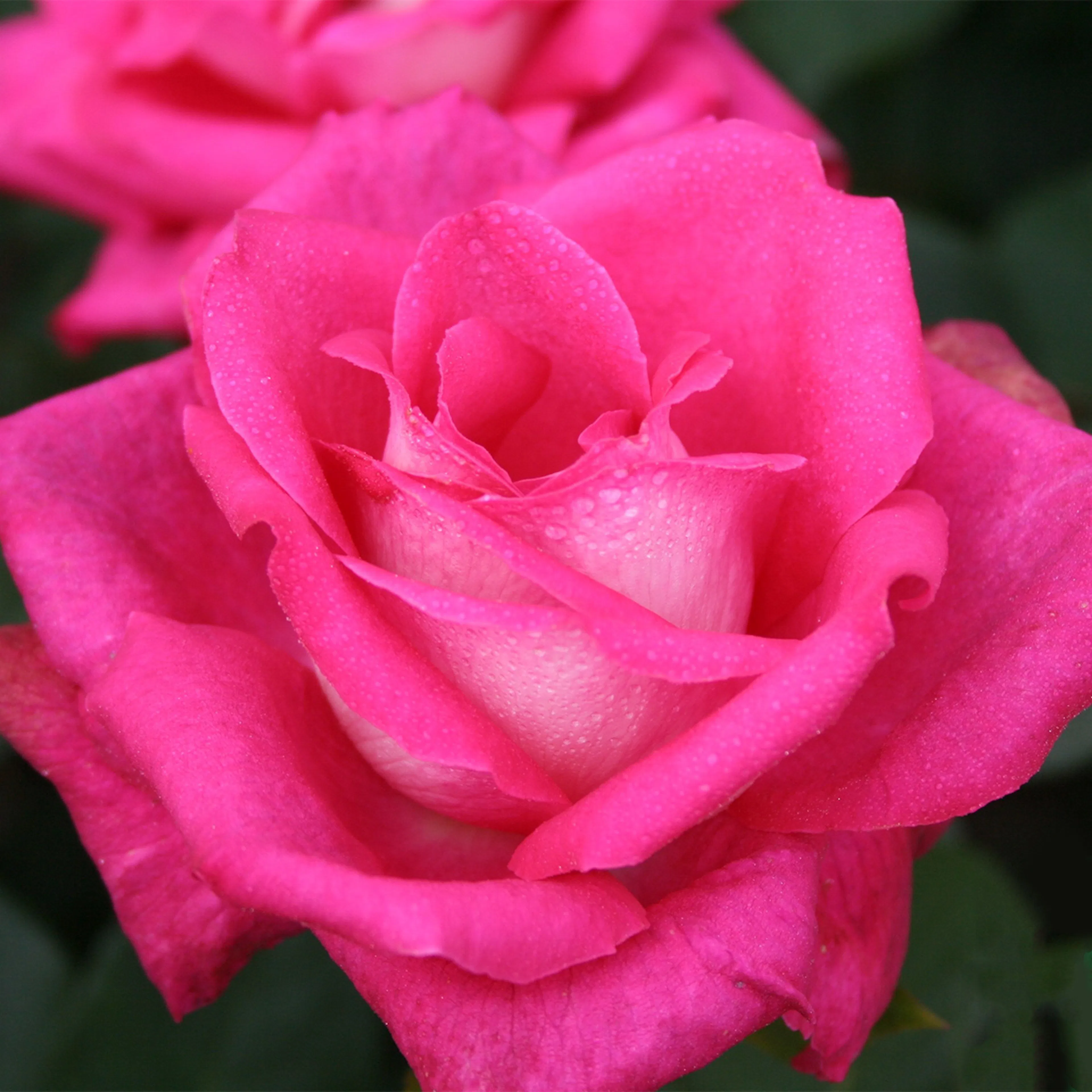 Rosa "Acapella", 1-pack 1-pack