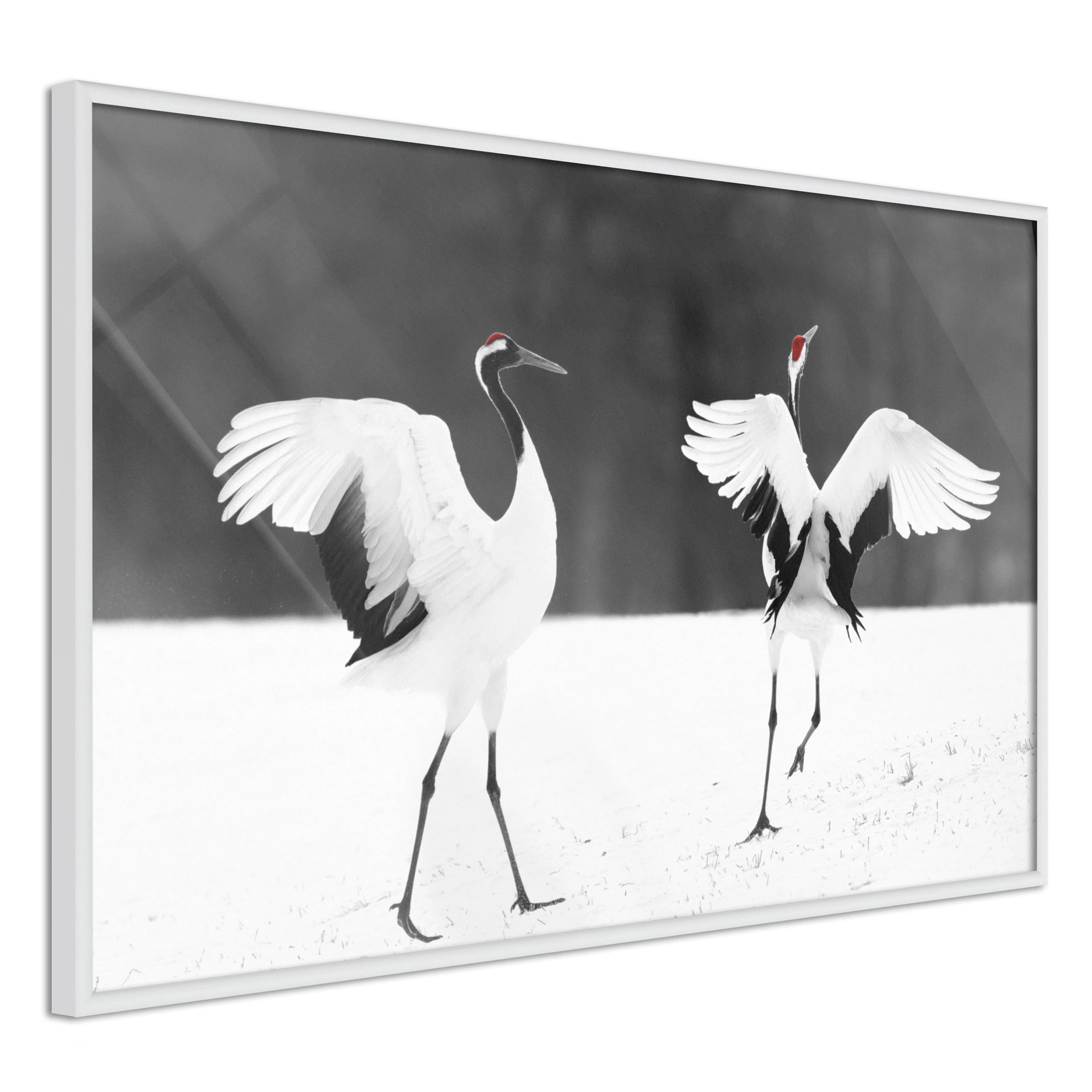 Poster Artgeist Affisch Dancing Cranes