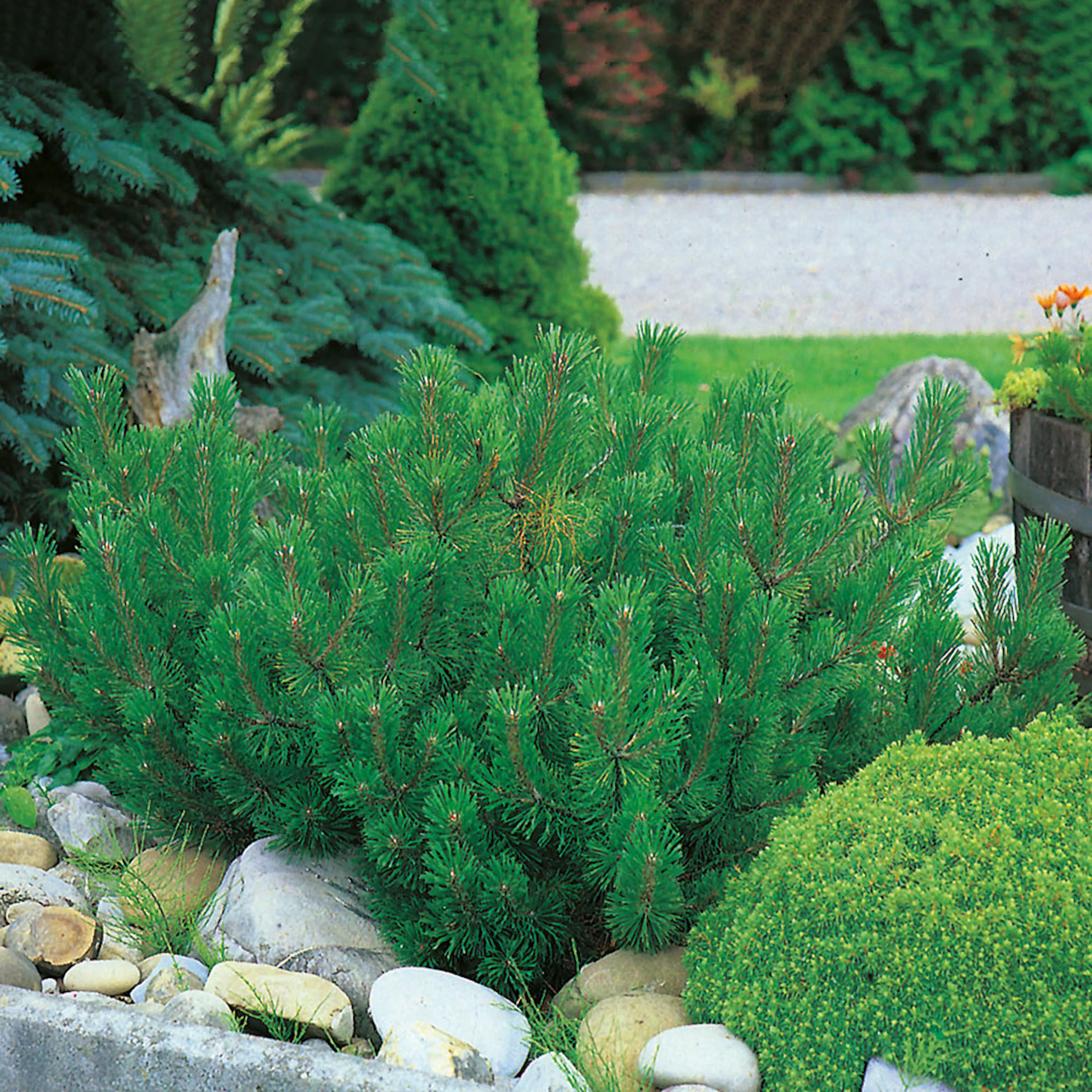 Låg Bergtall Omnia Garden 30-35 cm