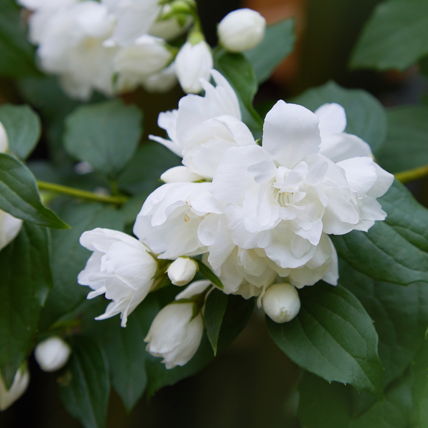 Prydnadsbuske Kameliaschersmin Omnia Garden Snowbelle