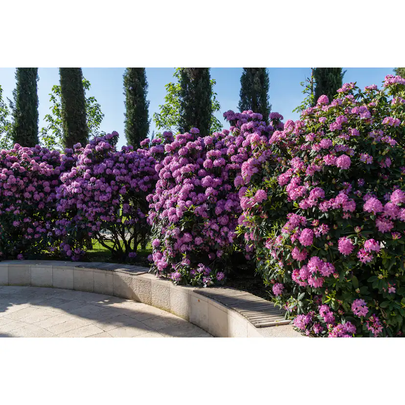 Rhododendron Omnia Garden Roseum Elegans