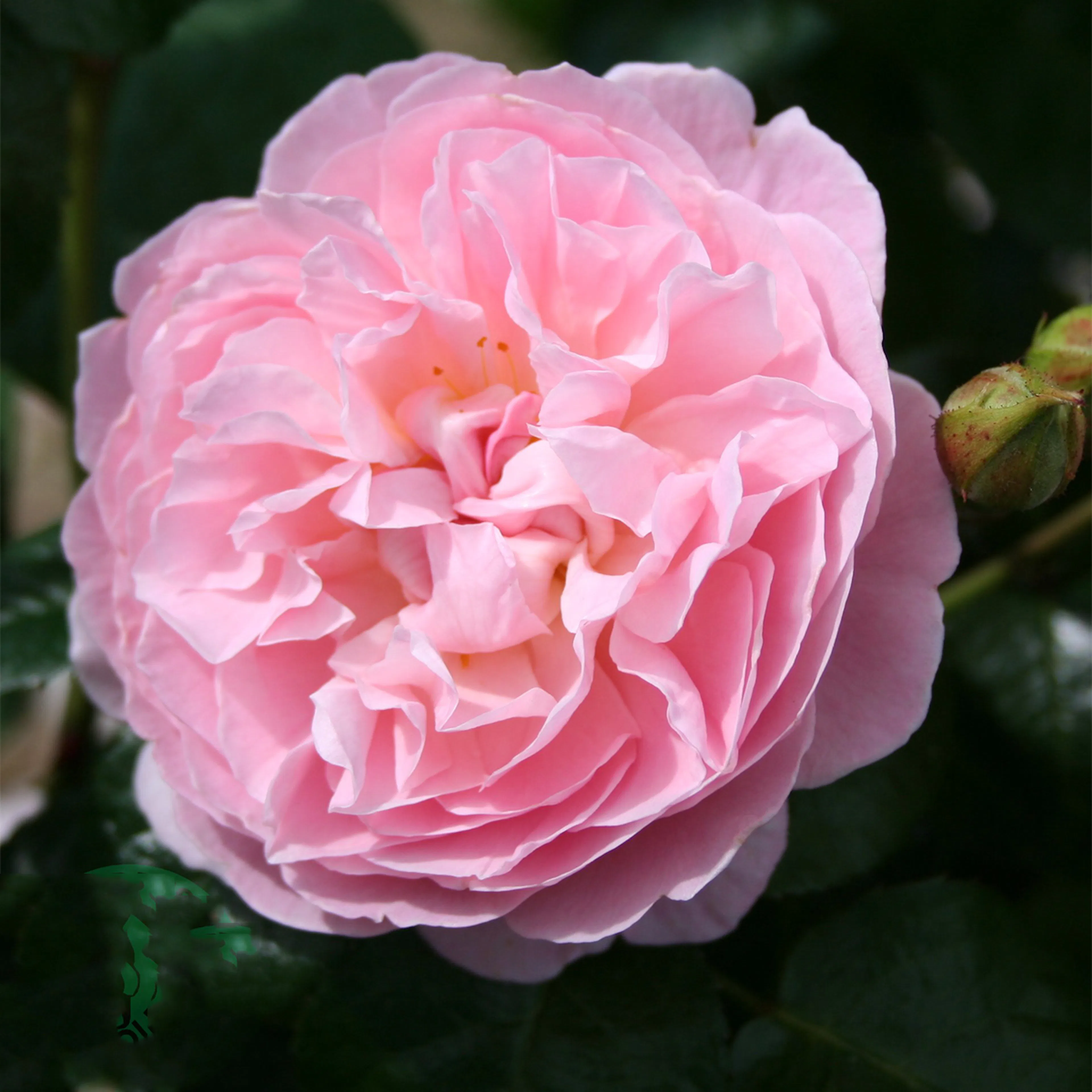 Rosa "The Generous Gardener", 1-pack 1-pack