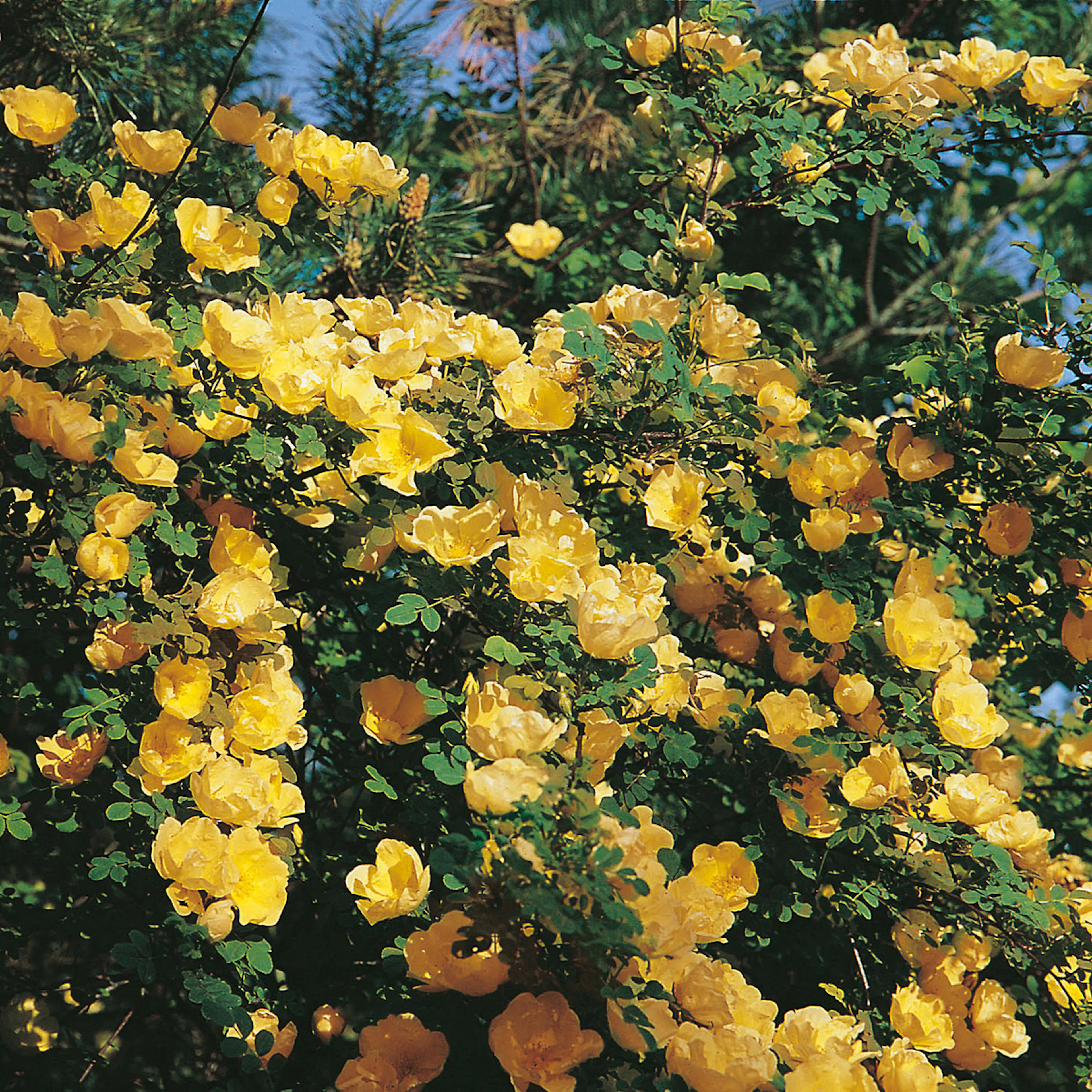 Rosa "Hugonis", 1-pack 1-pack