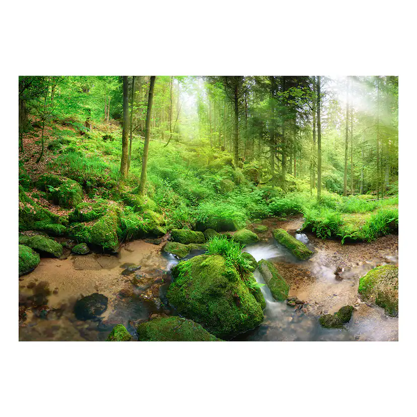 Fototapet Arkiio Humid Forest