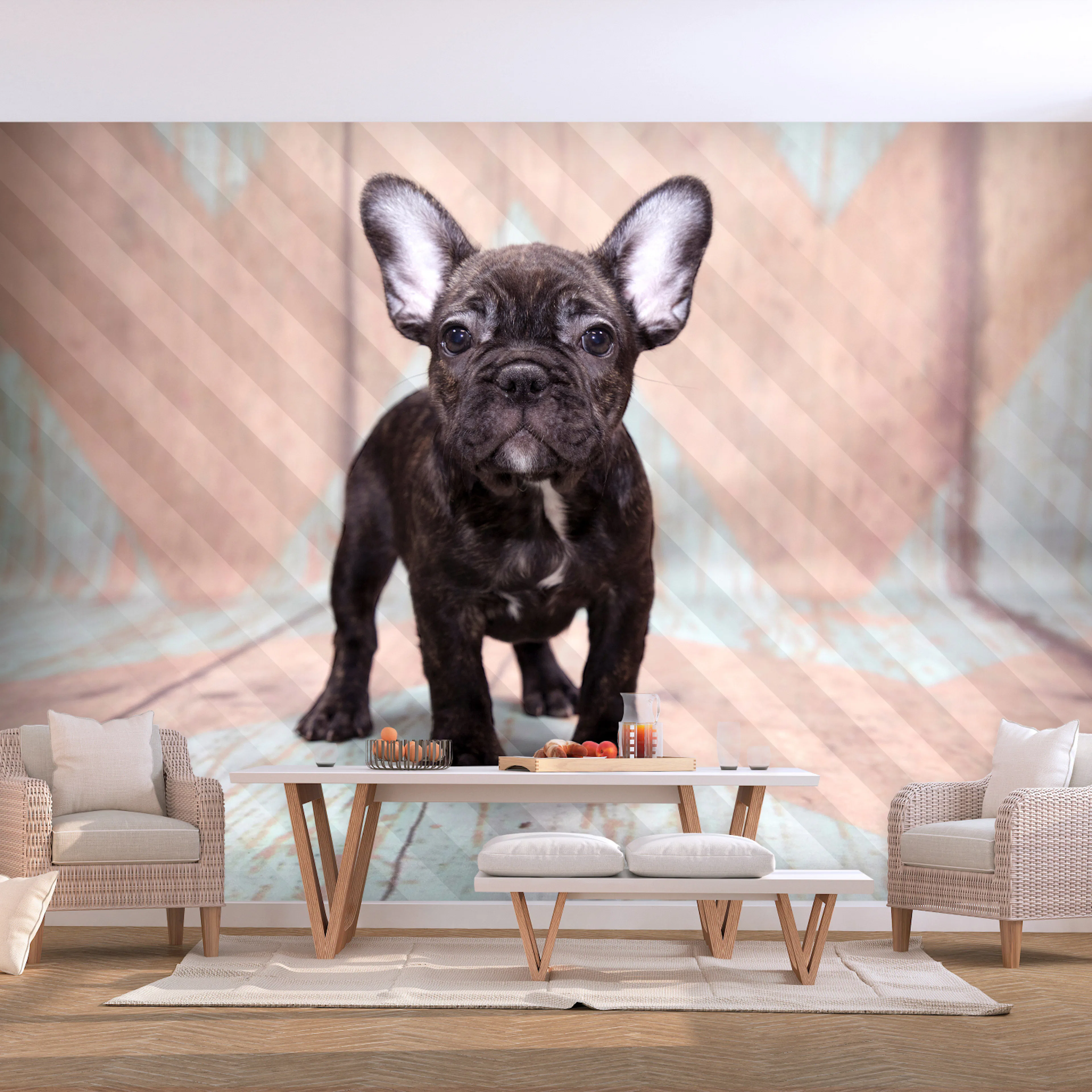 Fototapet - French Bulldog 450x315 450x315 cm