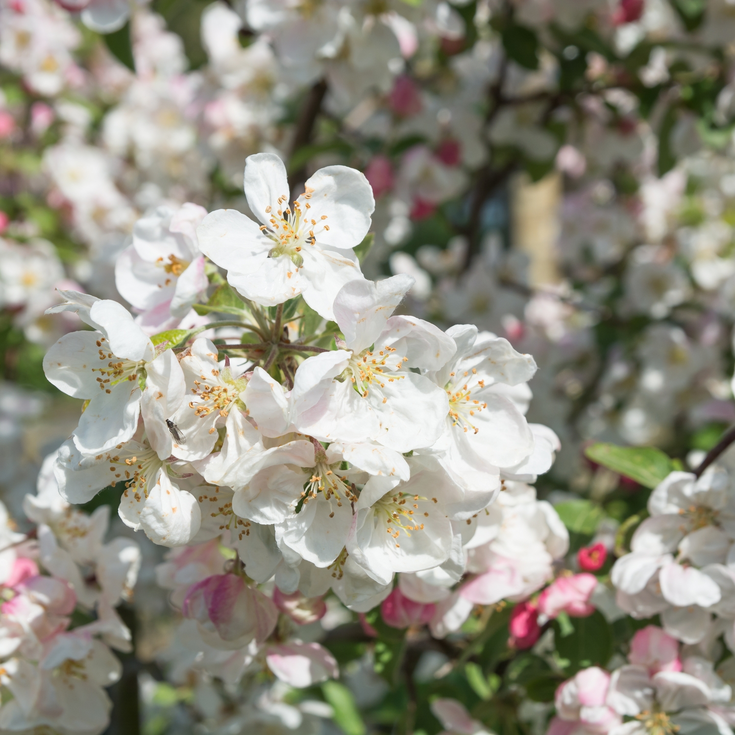 Prydnadsträd Prydnadsapel Omnia Garden Evereste