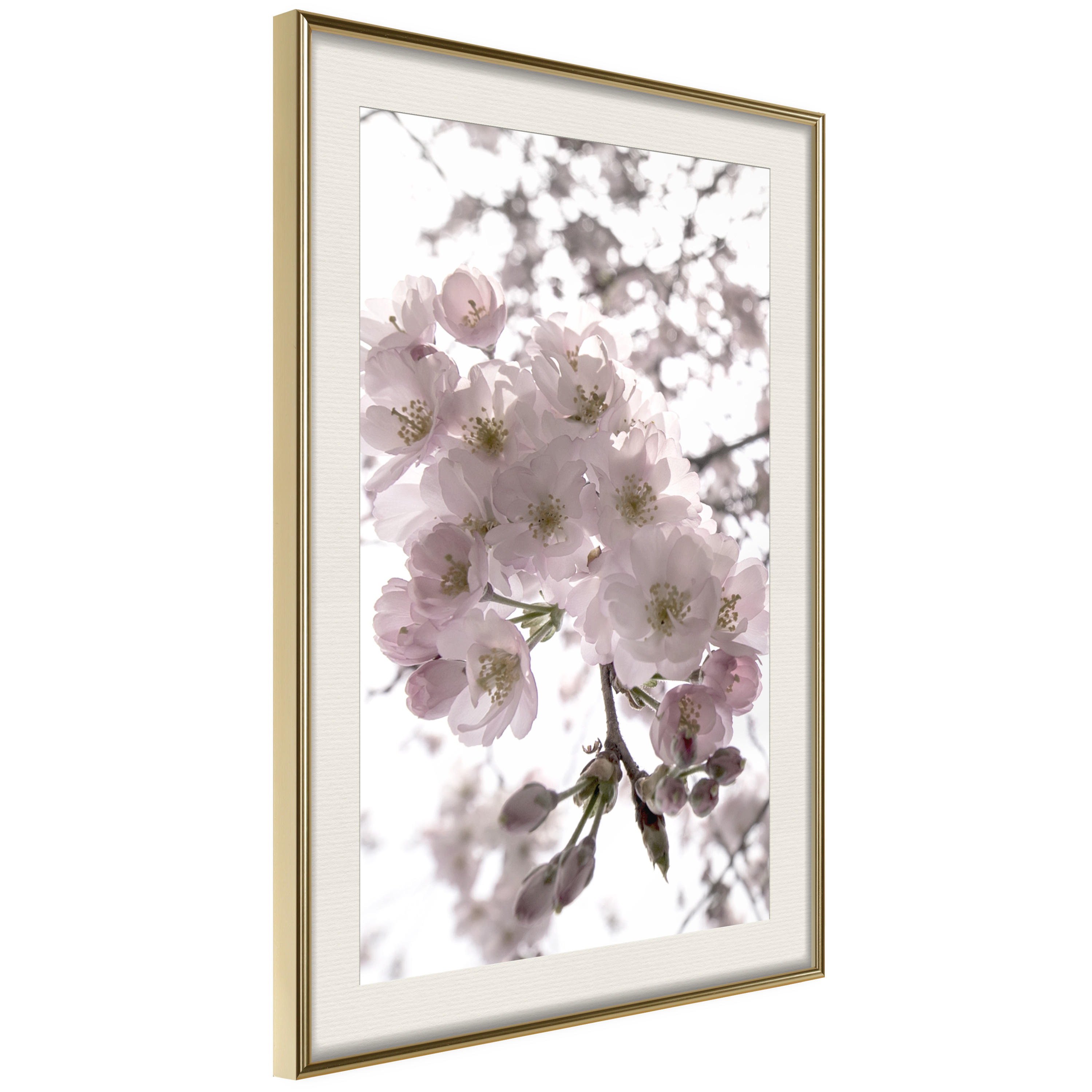 Affisch - Cherry Blossoms [Poster] 20x30 Guld ram med passepartout, 20x30 cm