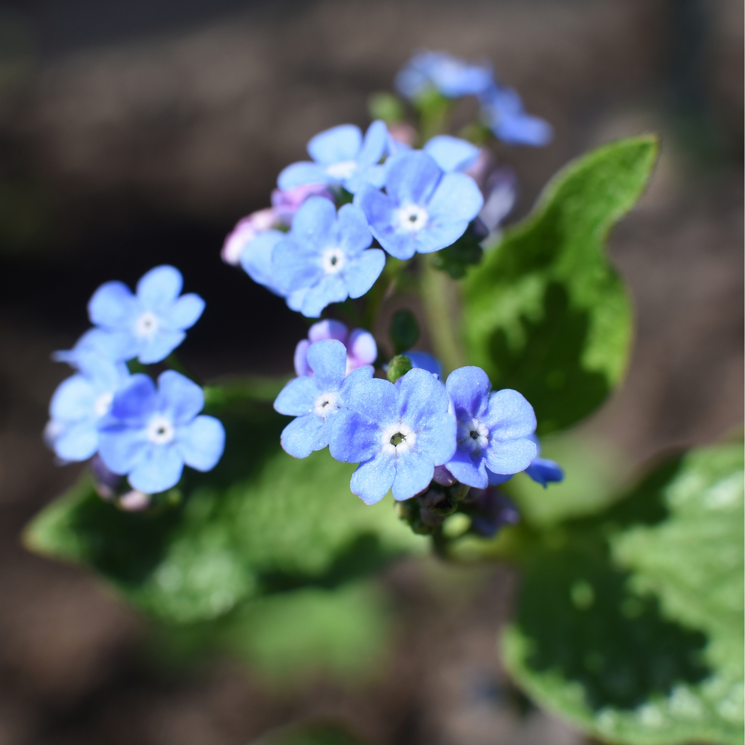 Planta Kaukasisk Förgätmigej Omnia Garden Jack Frost