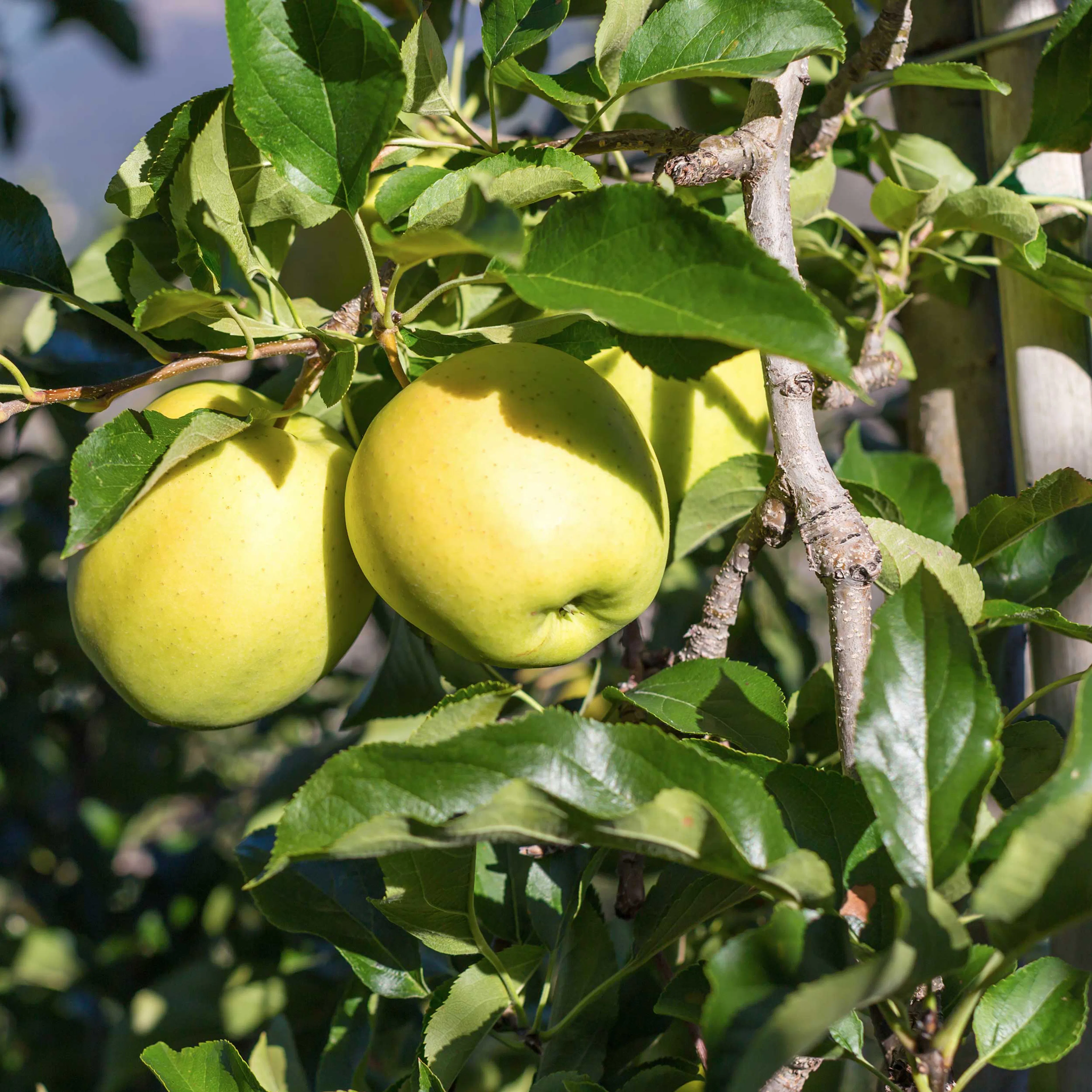 Äppleträd Omnia Garden Silva