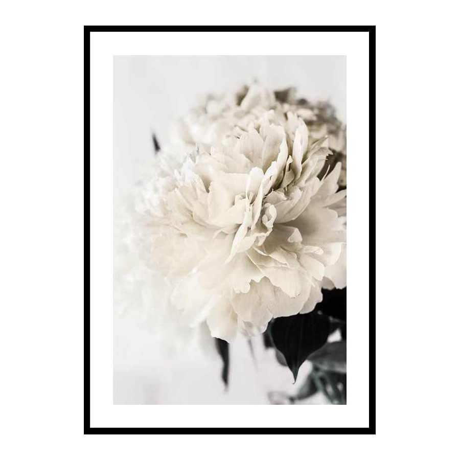 Poster Gallerix Peony Closeup