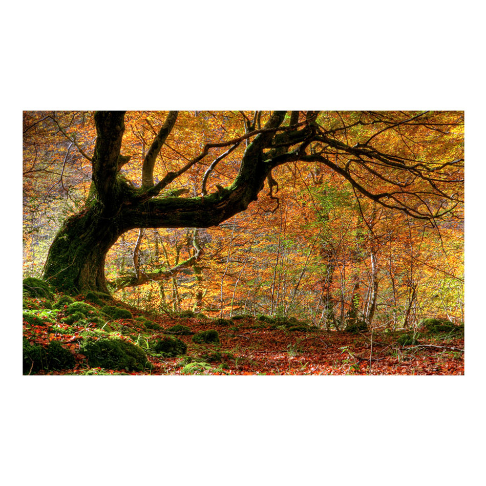 Fototapet Arkiio Höst, skog och löv 450x270 cm