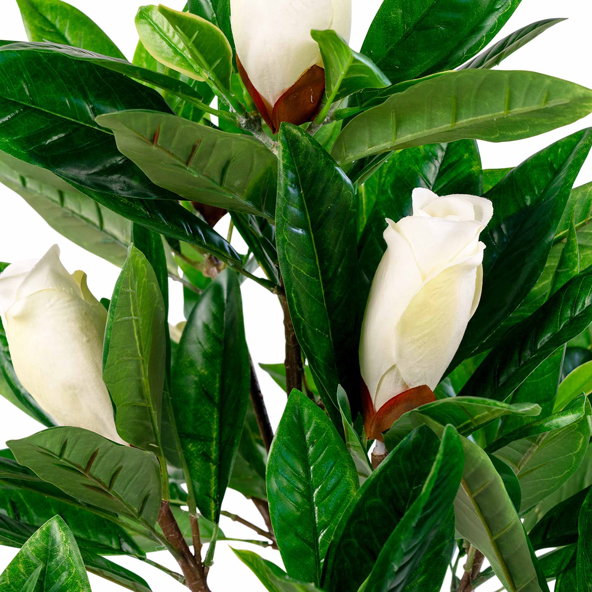 Konstväxt House Nordic Magnolia