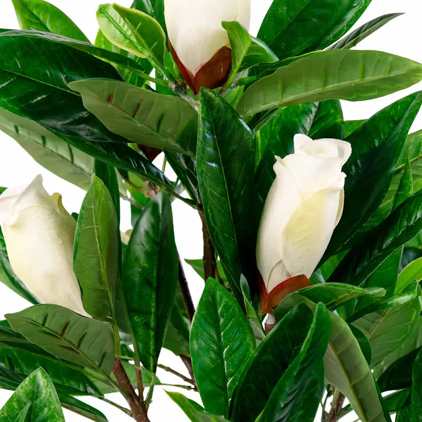 Konstväxt House Nordic Magnolia