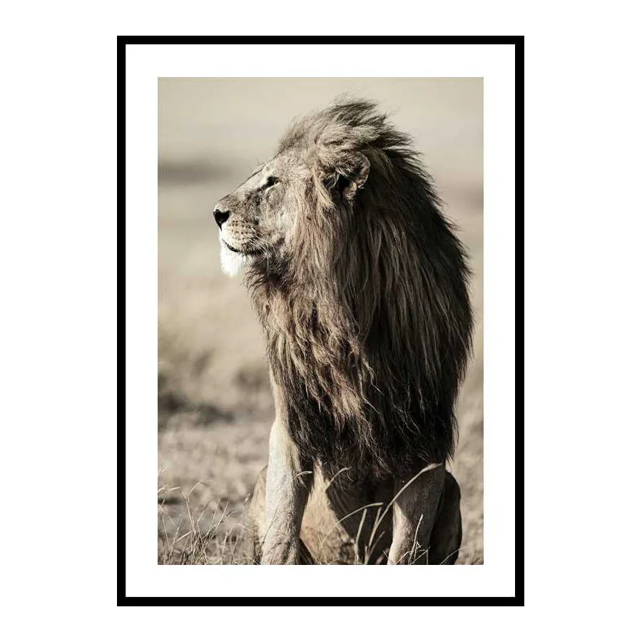 Poster Gallerix Lion In Profile