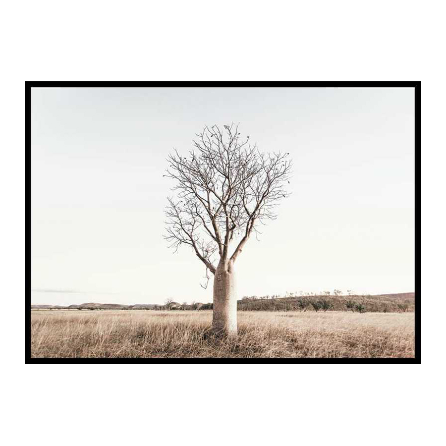 Poster Gallerix Boab Tree