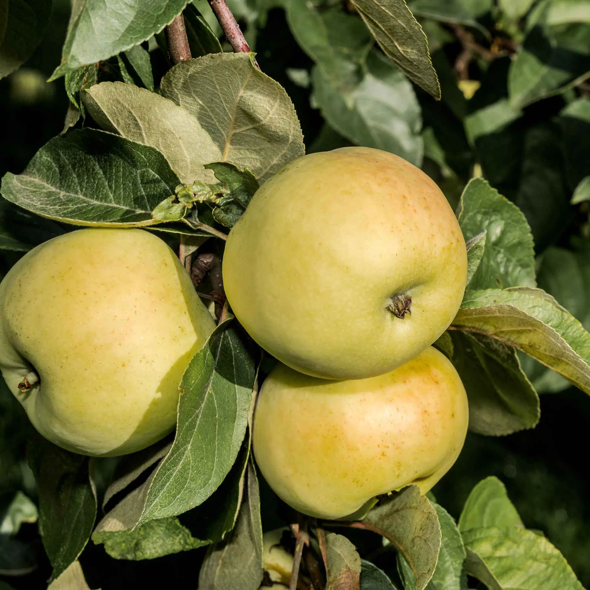 Äppelträd Omnia Garden Malus Domestica Oranie E