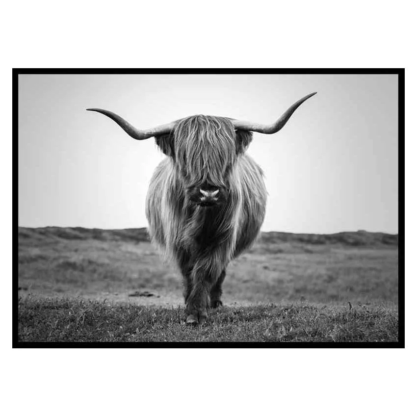 Poster Gallerix Highland Cattle B&W