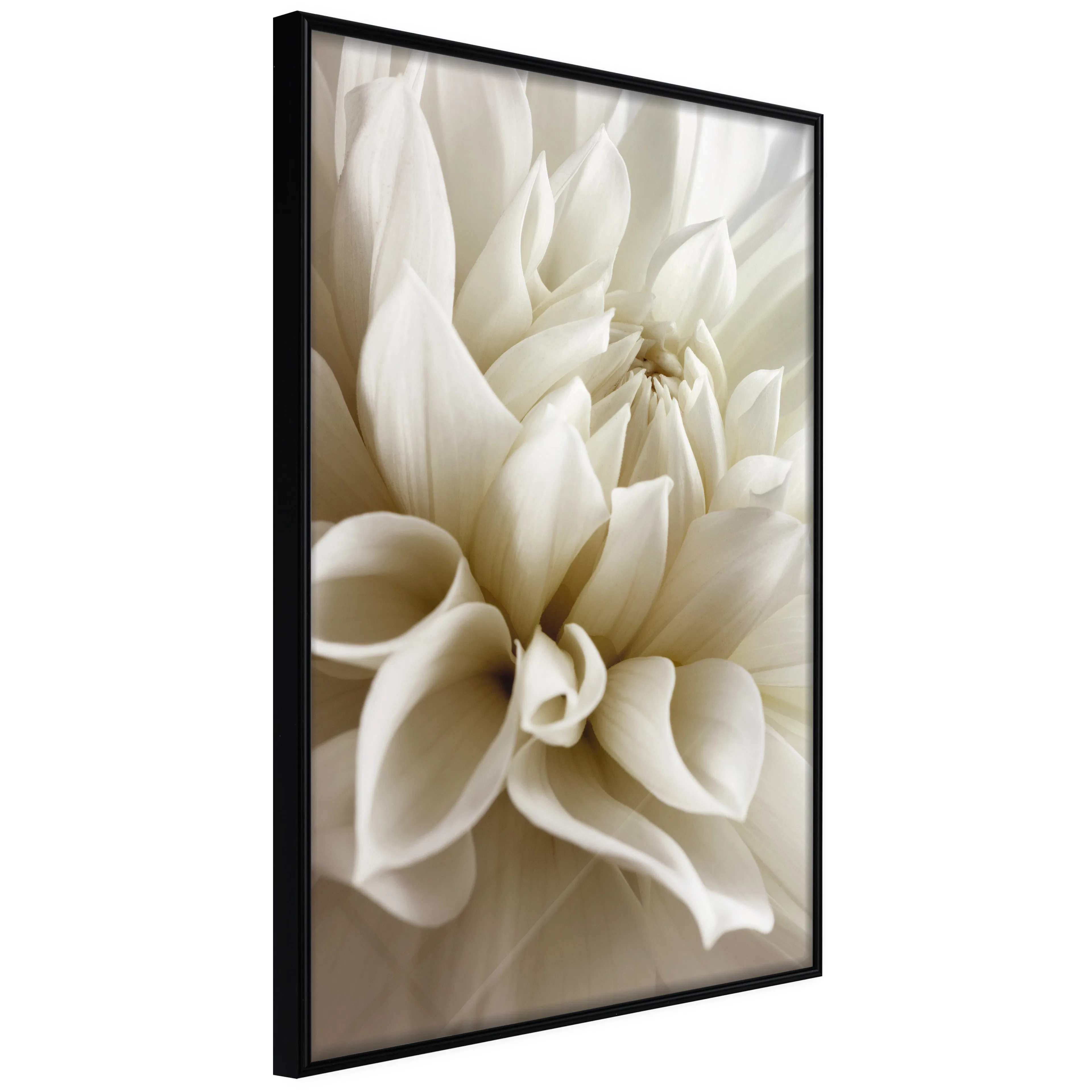 Affisch - Beautiful Dahlia [Poster] 40x60 Svart ram, 40x60 cm