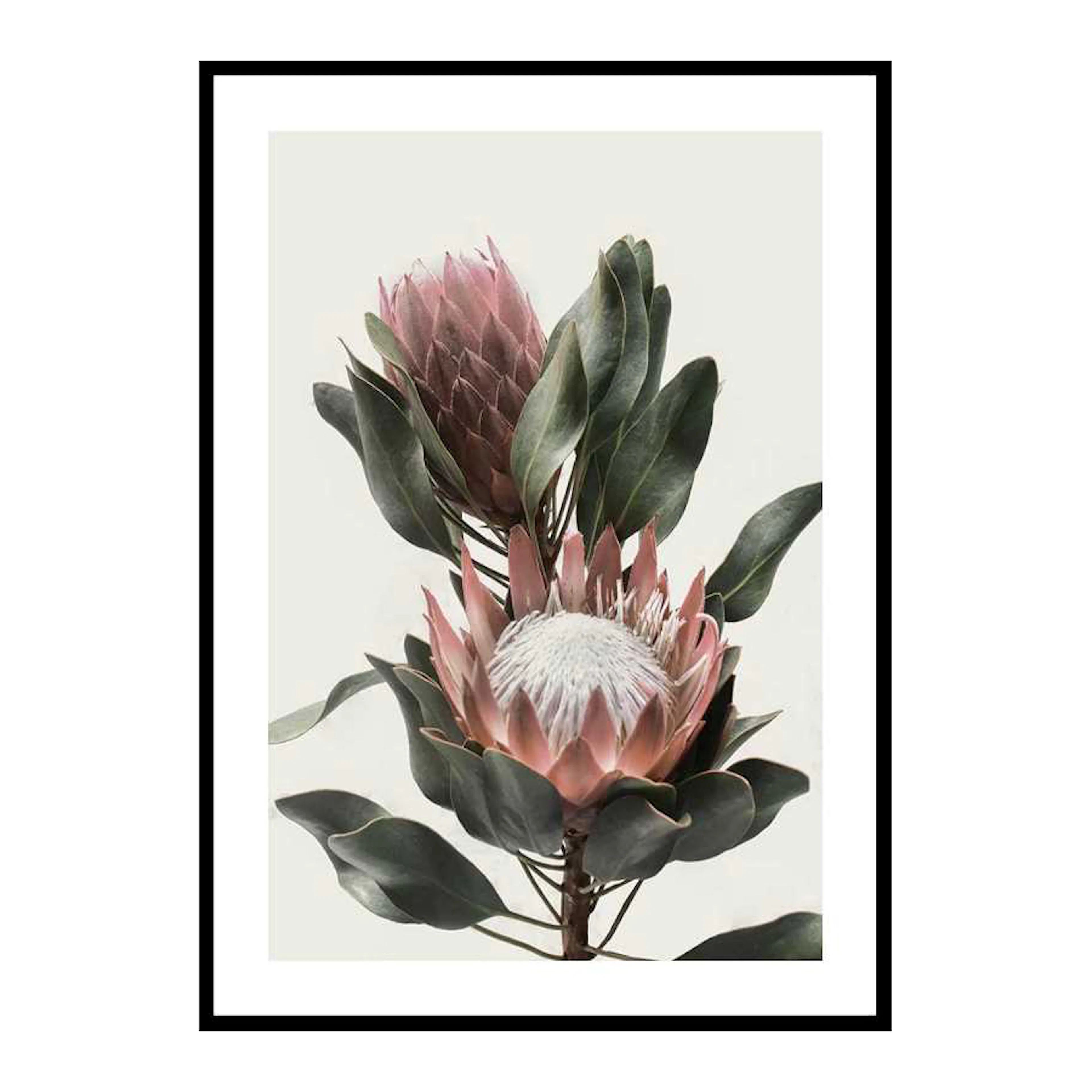 Protea Flowers 30x40 cm